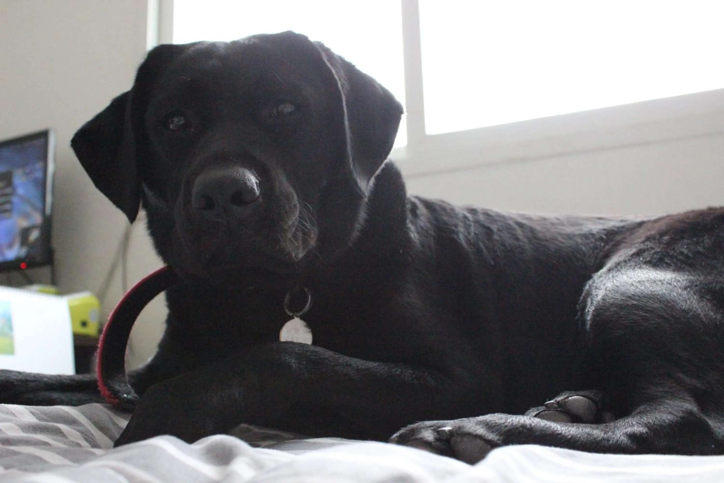 Pets in Blue Door Hostel Guesthouse