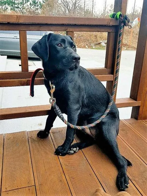 Pets in Blue Door Hostel Guesthouse