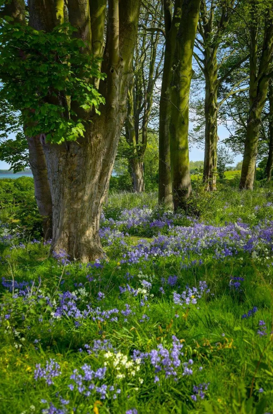 Natural landscape in Normanton Park Hotel, Sure Hotel Collection by Best Western
