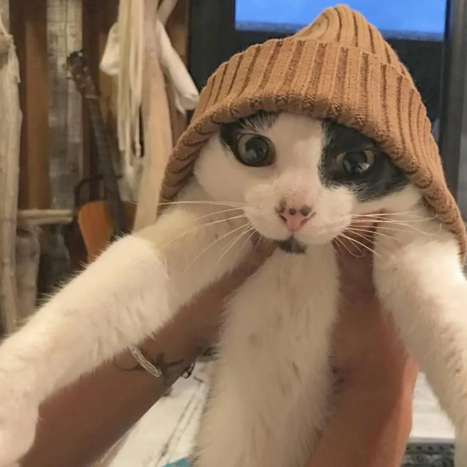 Pets in guest house Holoholo Ishigakijima