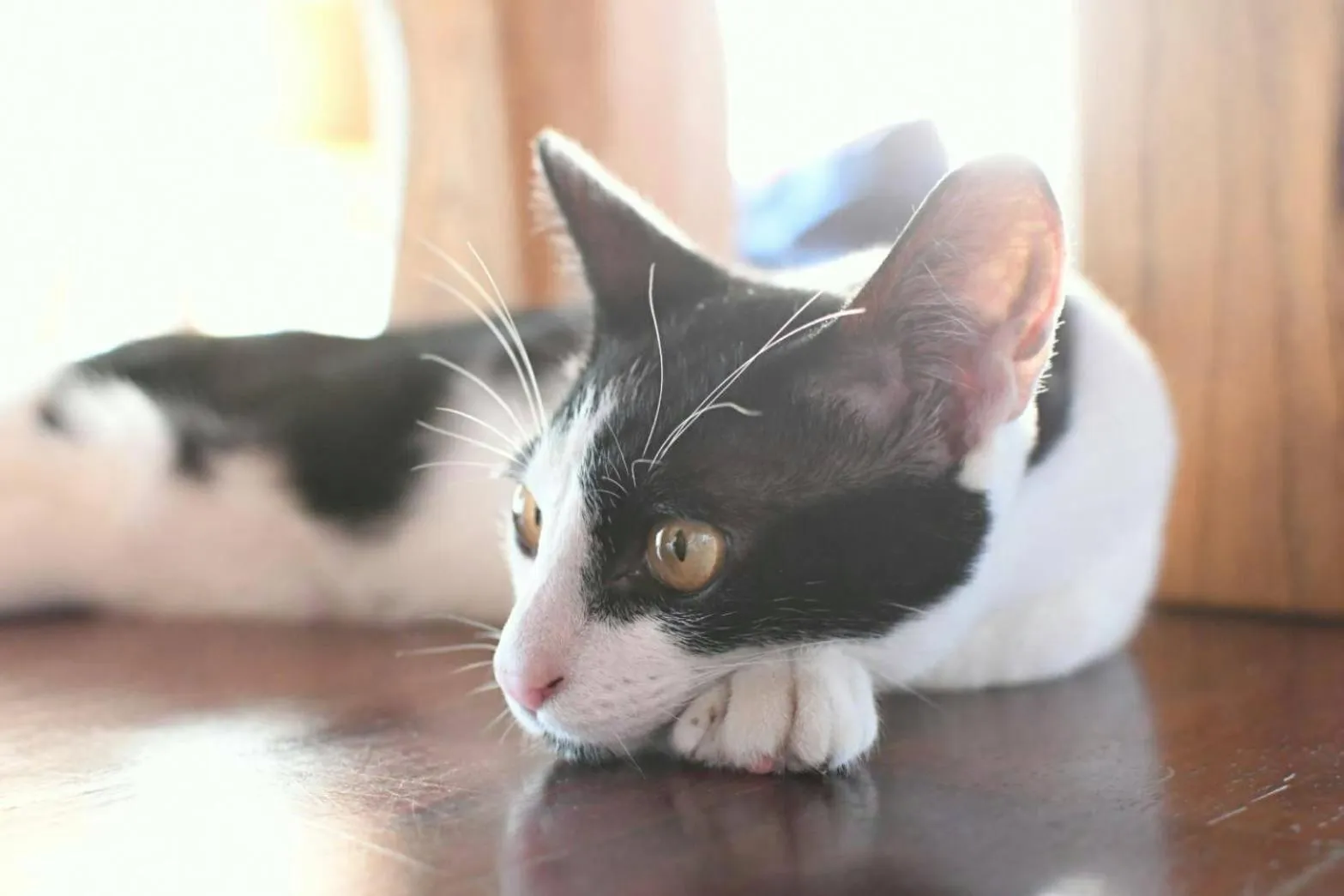 guest house Holoholo Ishigakijima