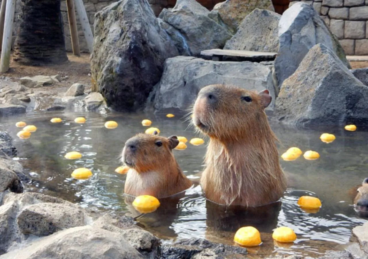 Activities in Le Nessa Akazawa