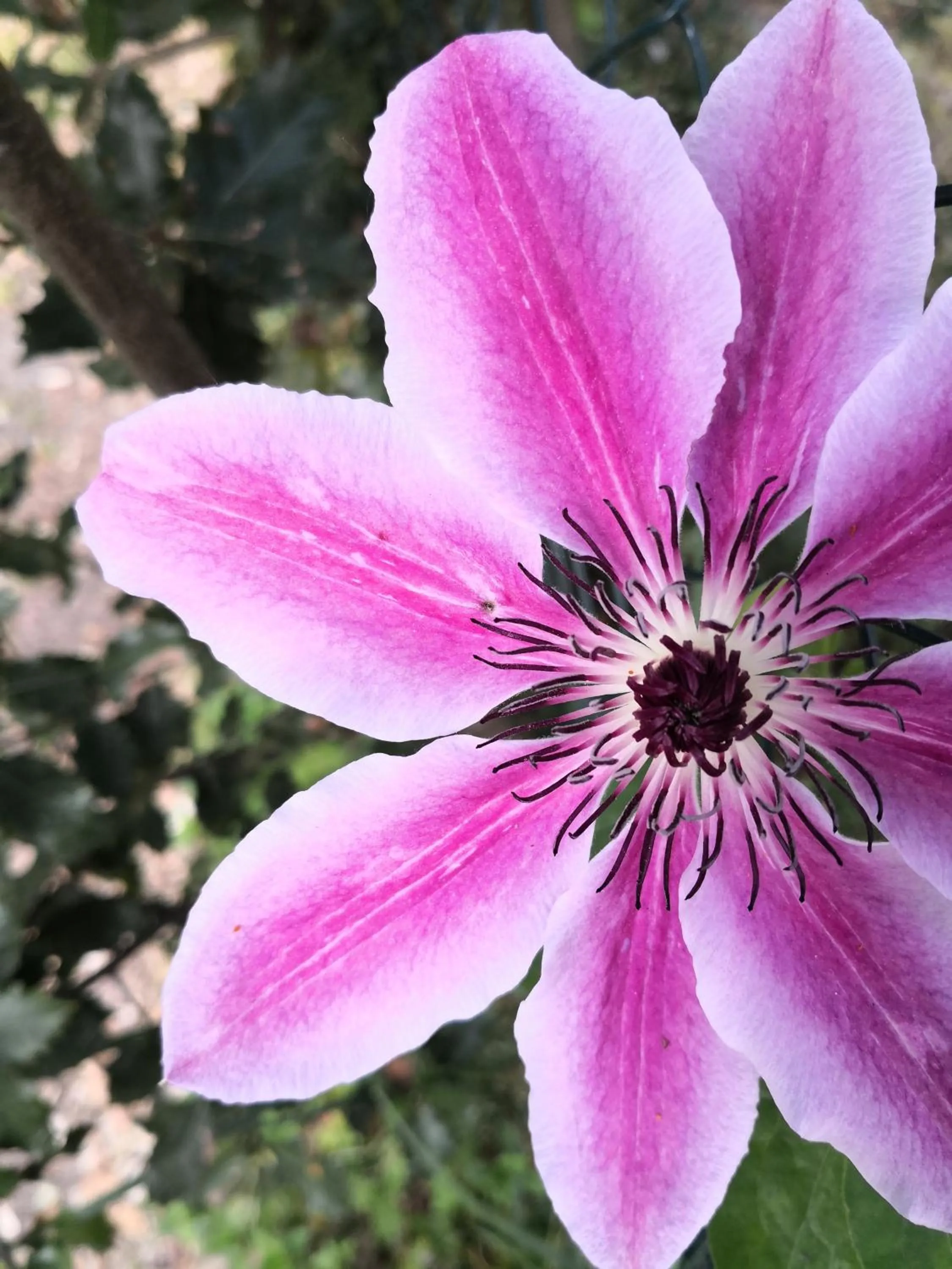 Spring in BREVOCEAN Chb calme Côte Atlantique