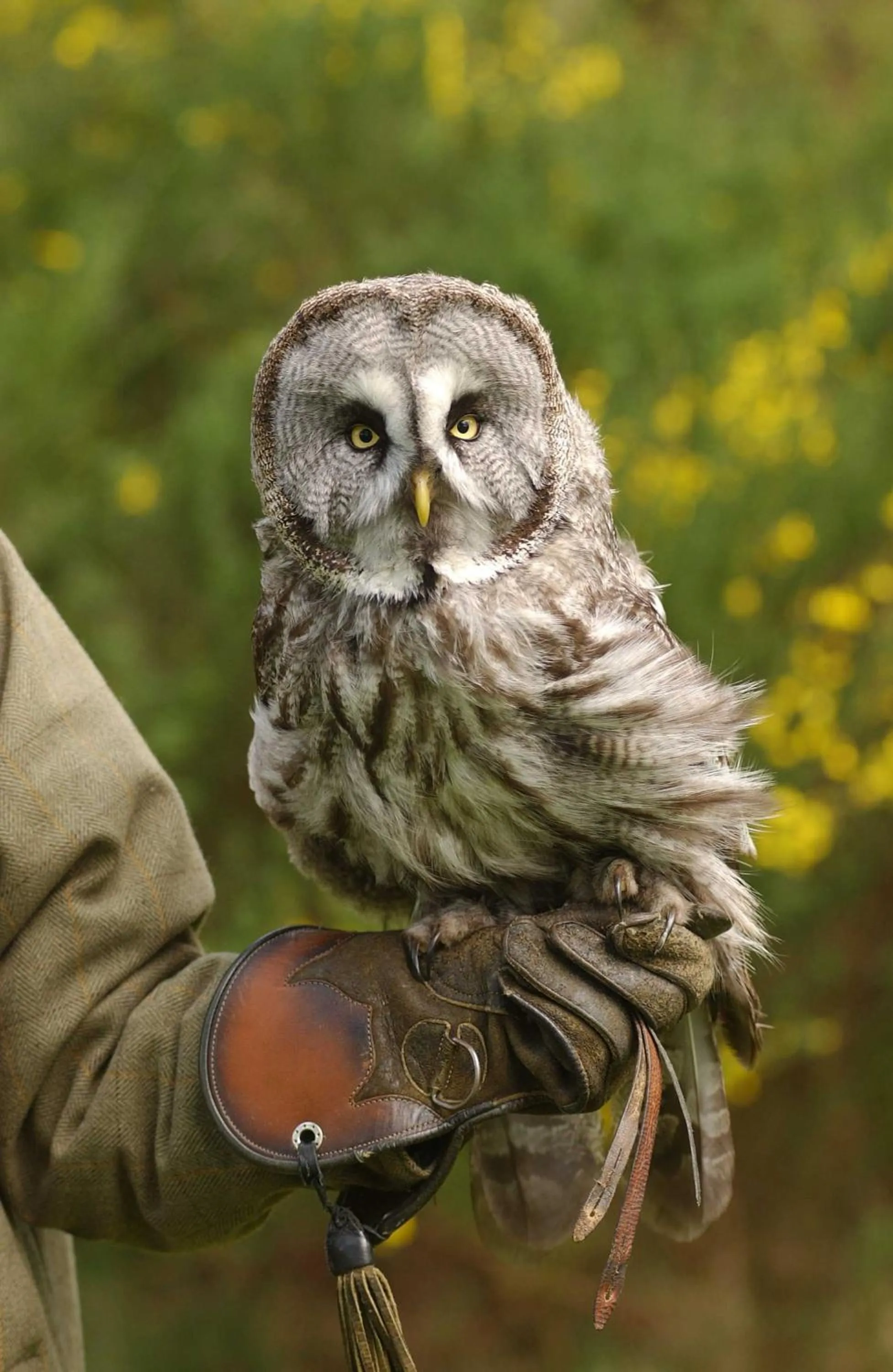 Activities in Dalhousie Castle