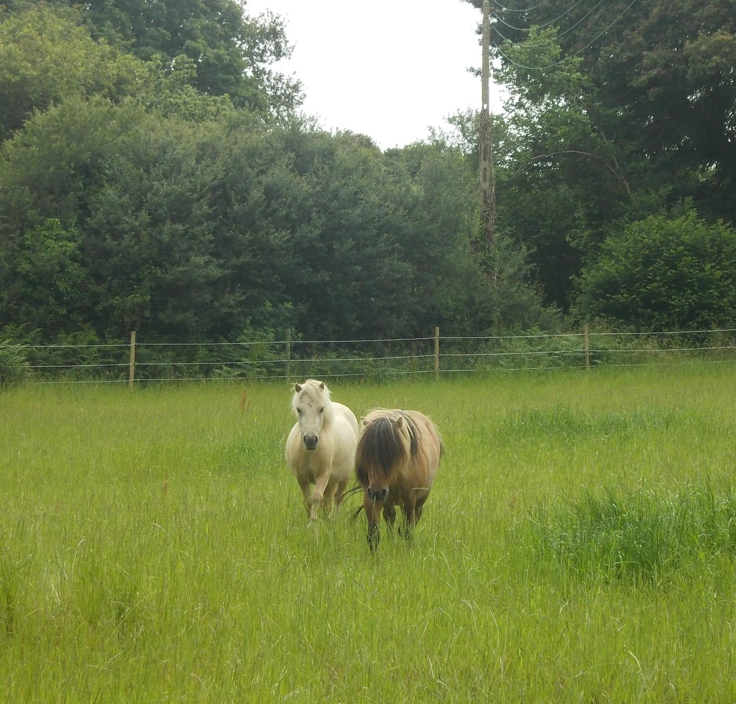 Pets in Manoir Tregont Mab