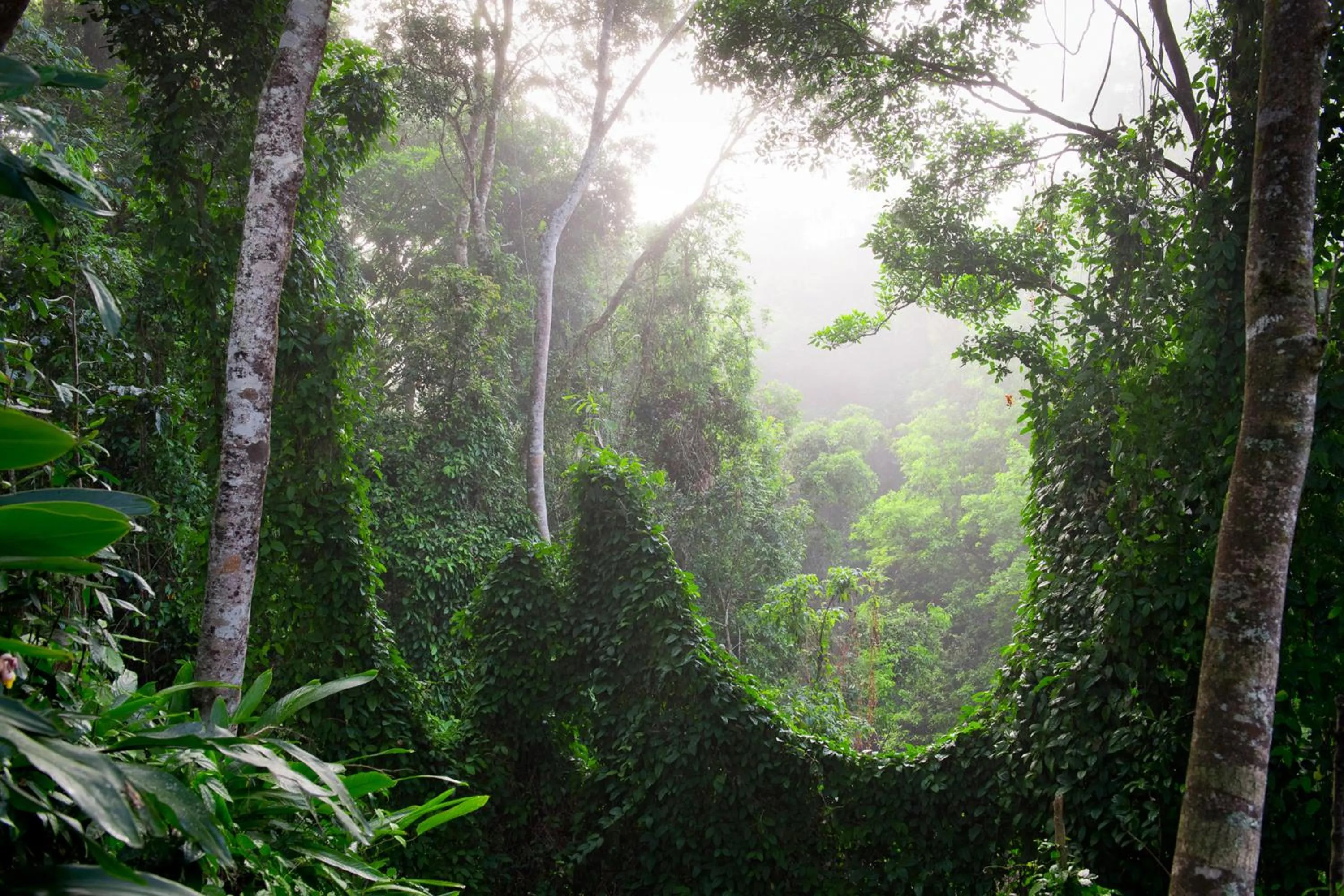 Garden in Sharlynn by the River