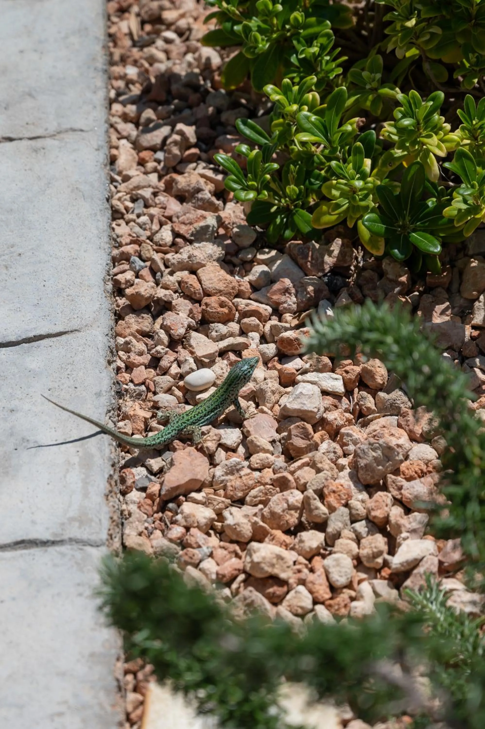 Hotel Rosamar - Emar Hotels