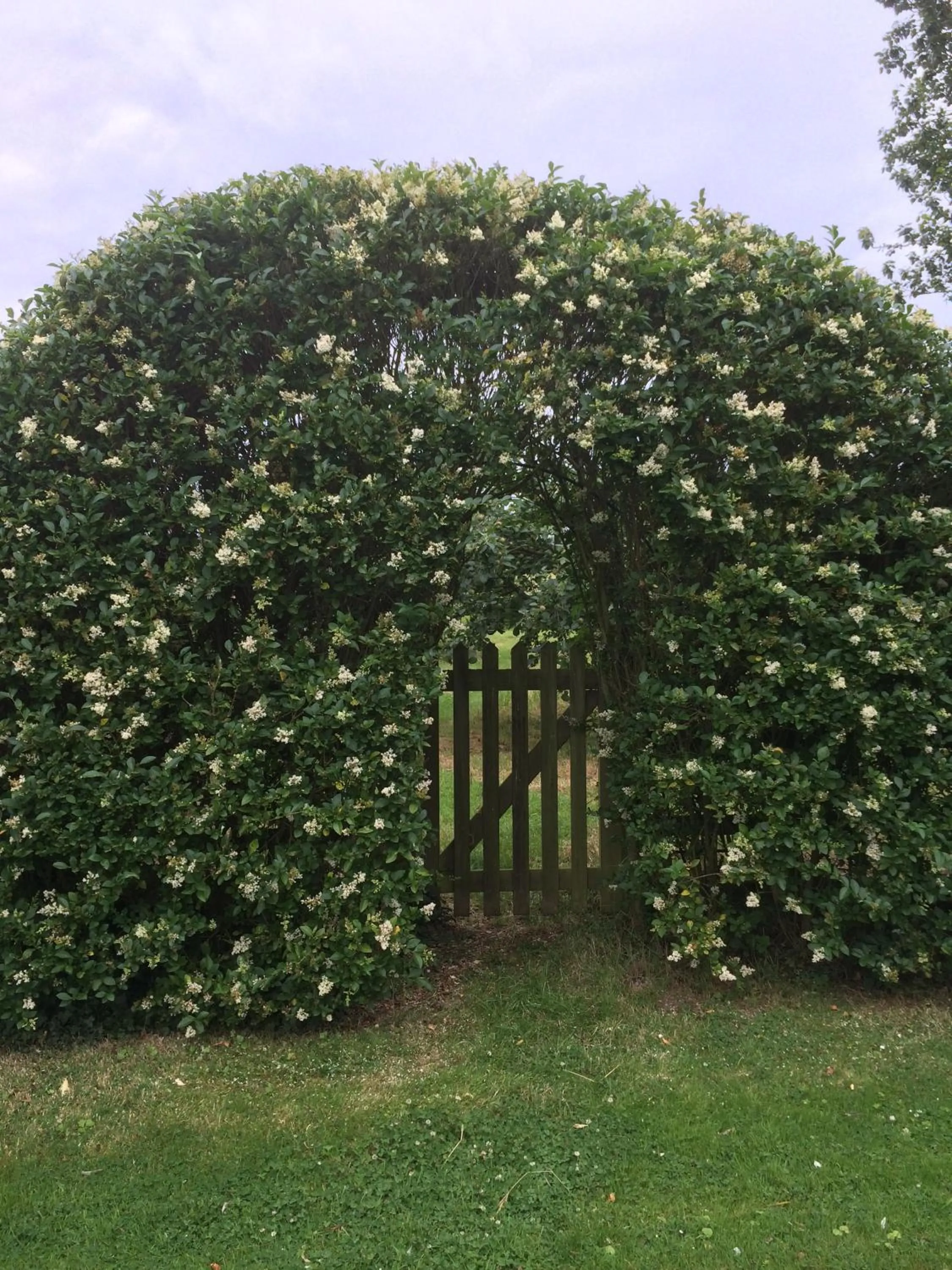 Garden in Lime Trees Farm