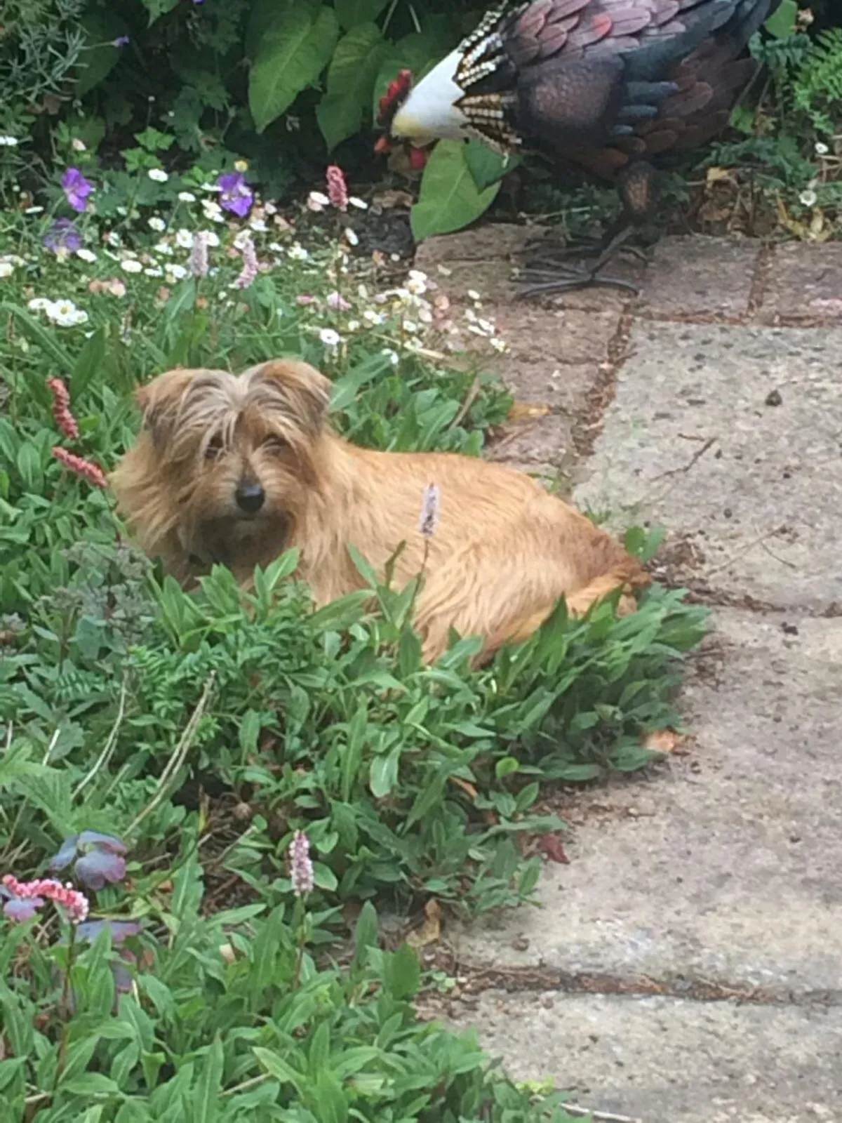 Pets in Lime Trees Farm