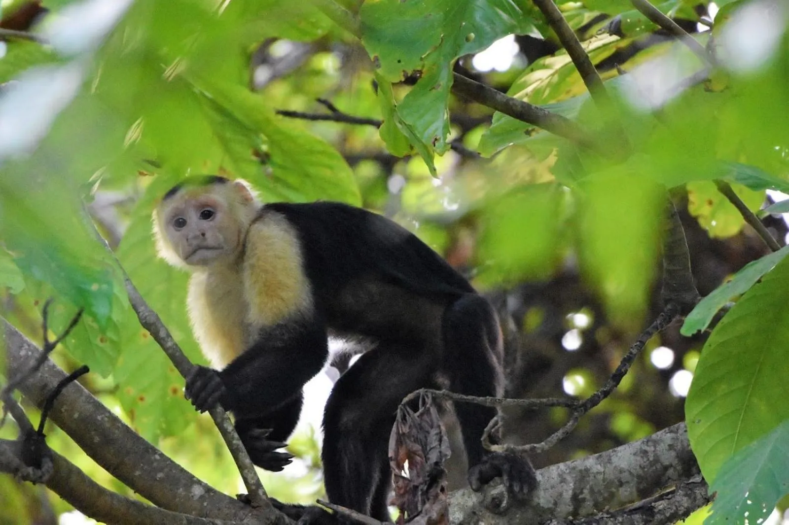 Animals in Hotel Faith Glamping Dome Costa Rica