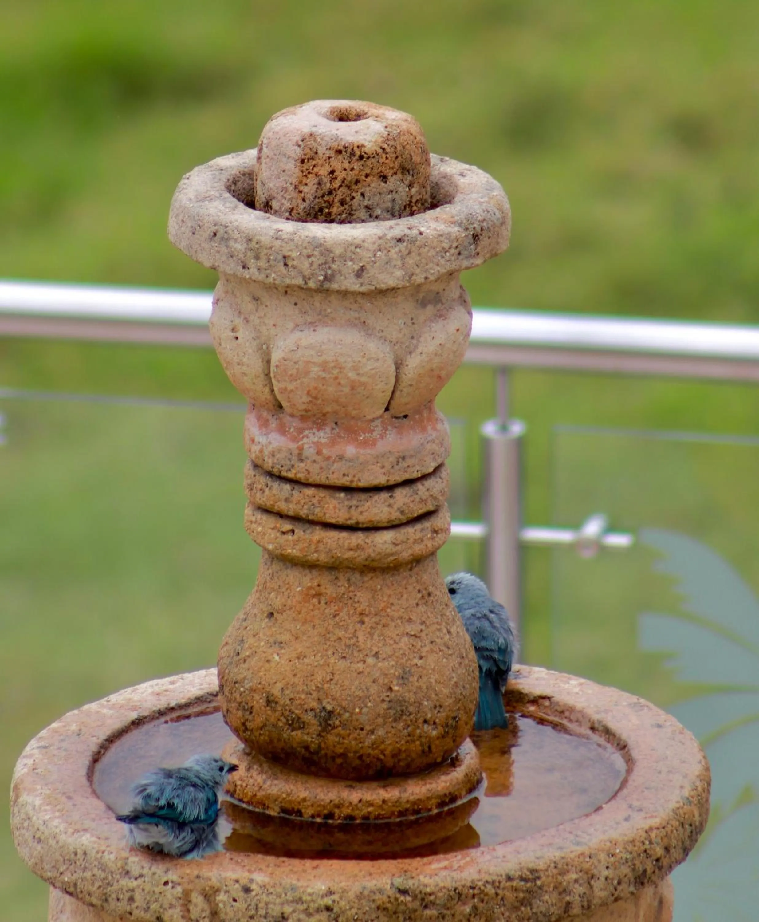 Natural landscape in Hotel Boutique Palmas de Salento