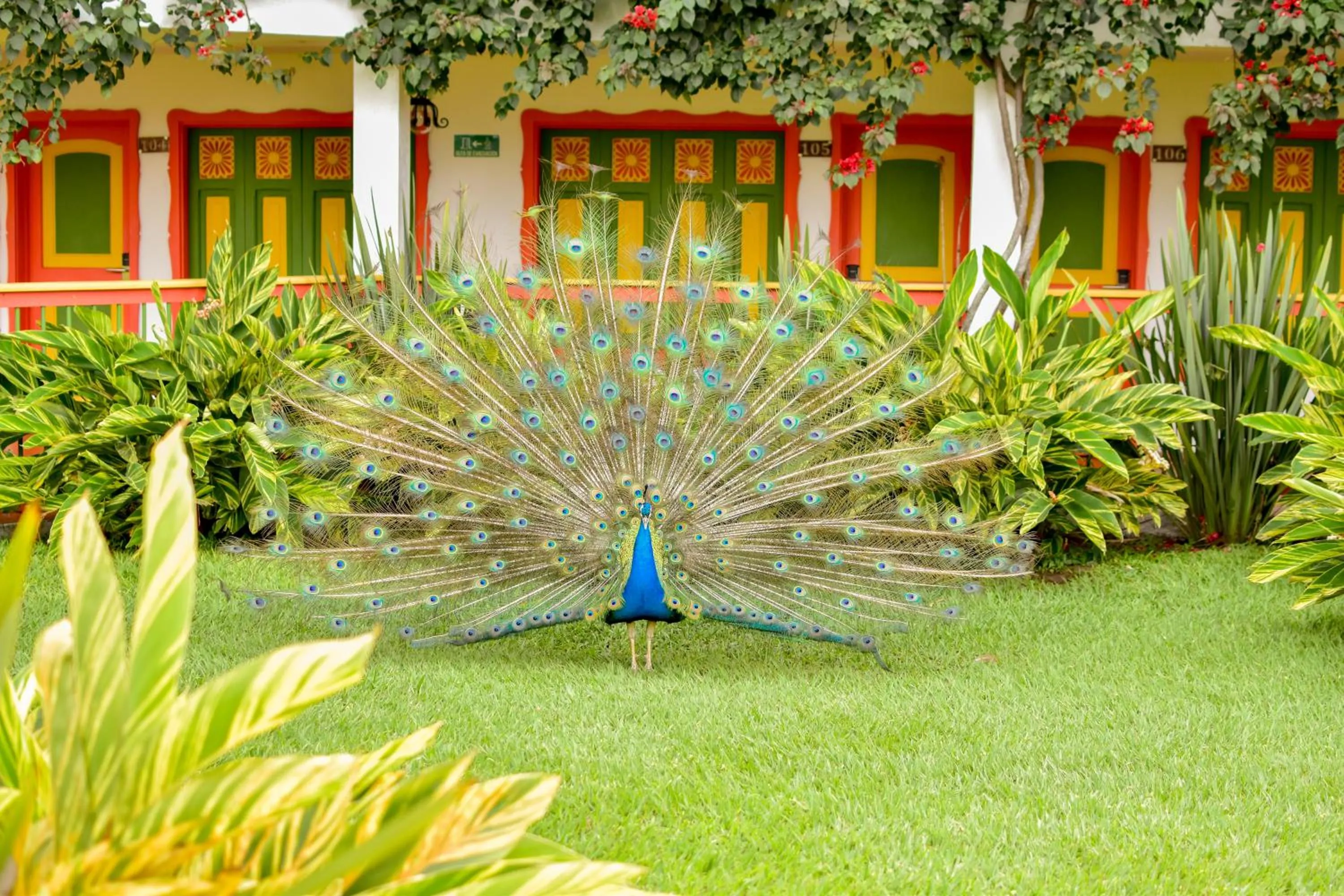 Hotel Campestre Cafe Cafe