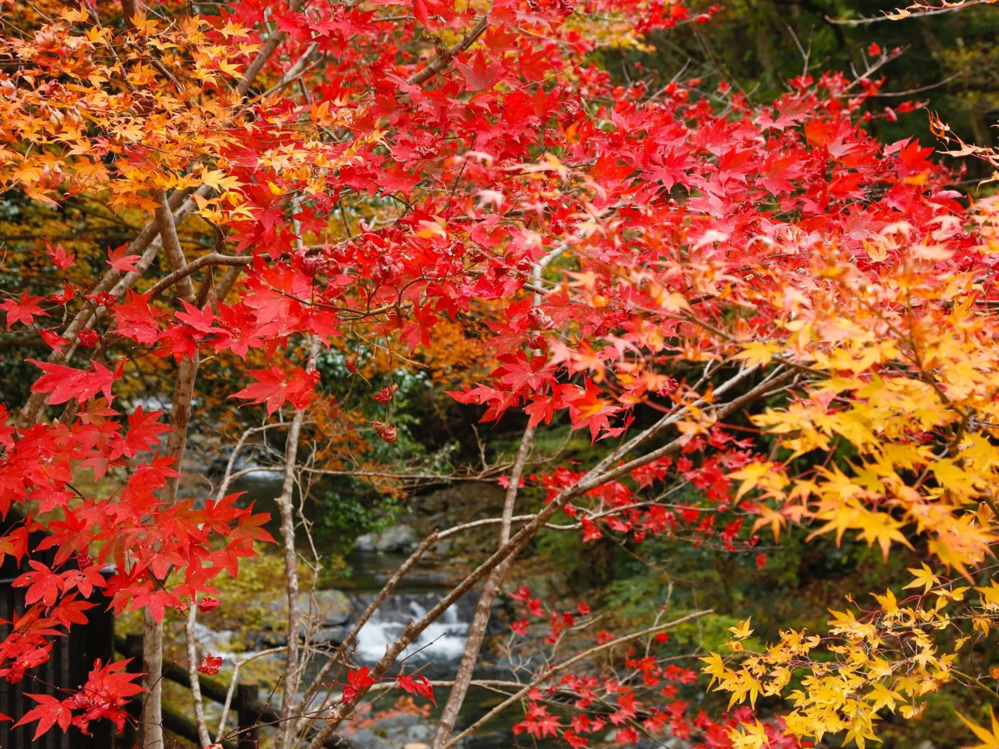 Natural landscape in Asan Kotonami