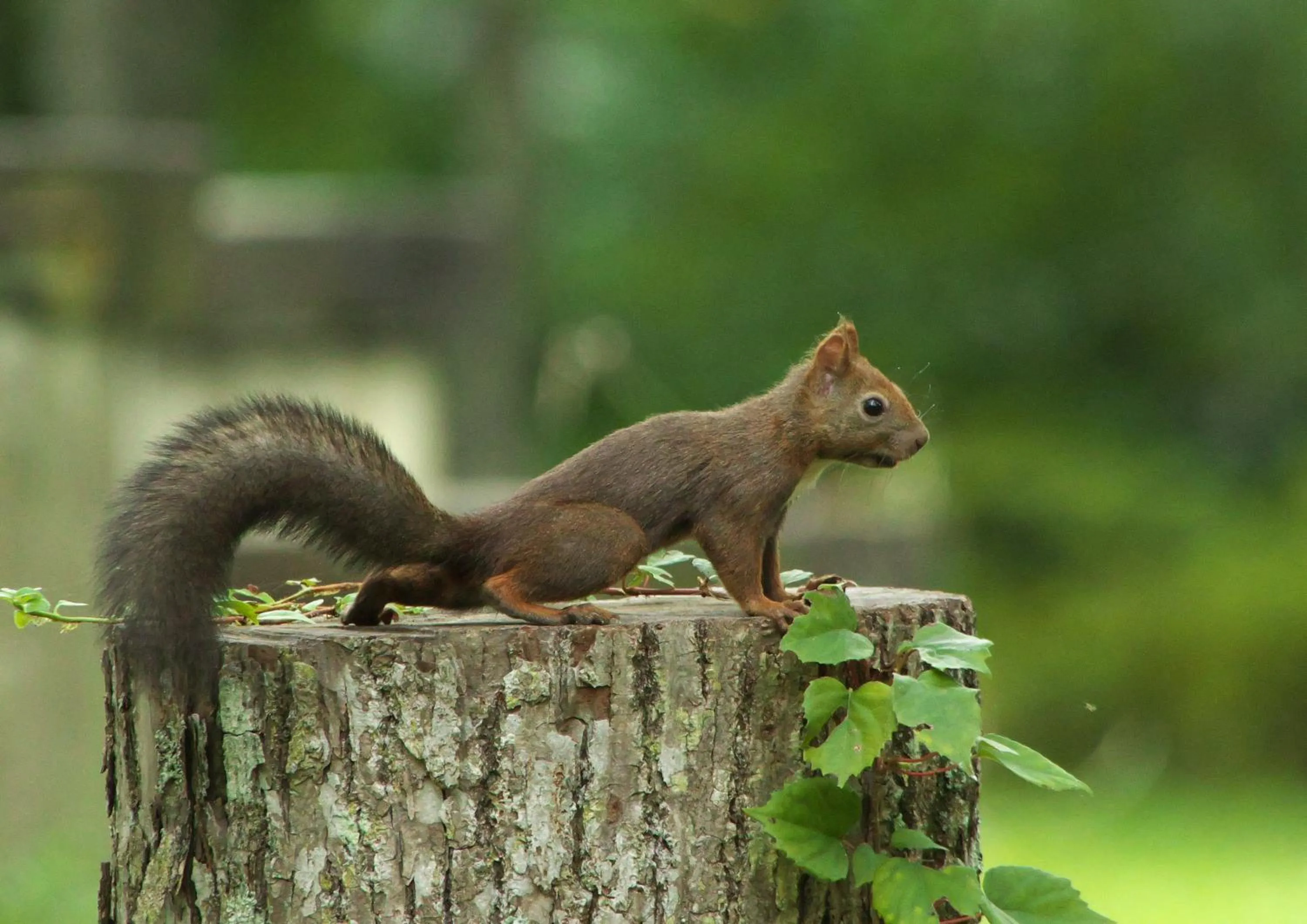 Spring in Kyukamura Shikotsuko