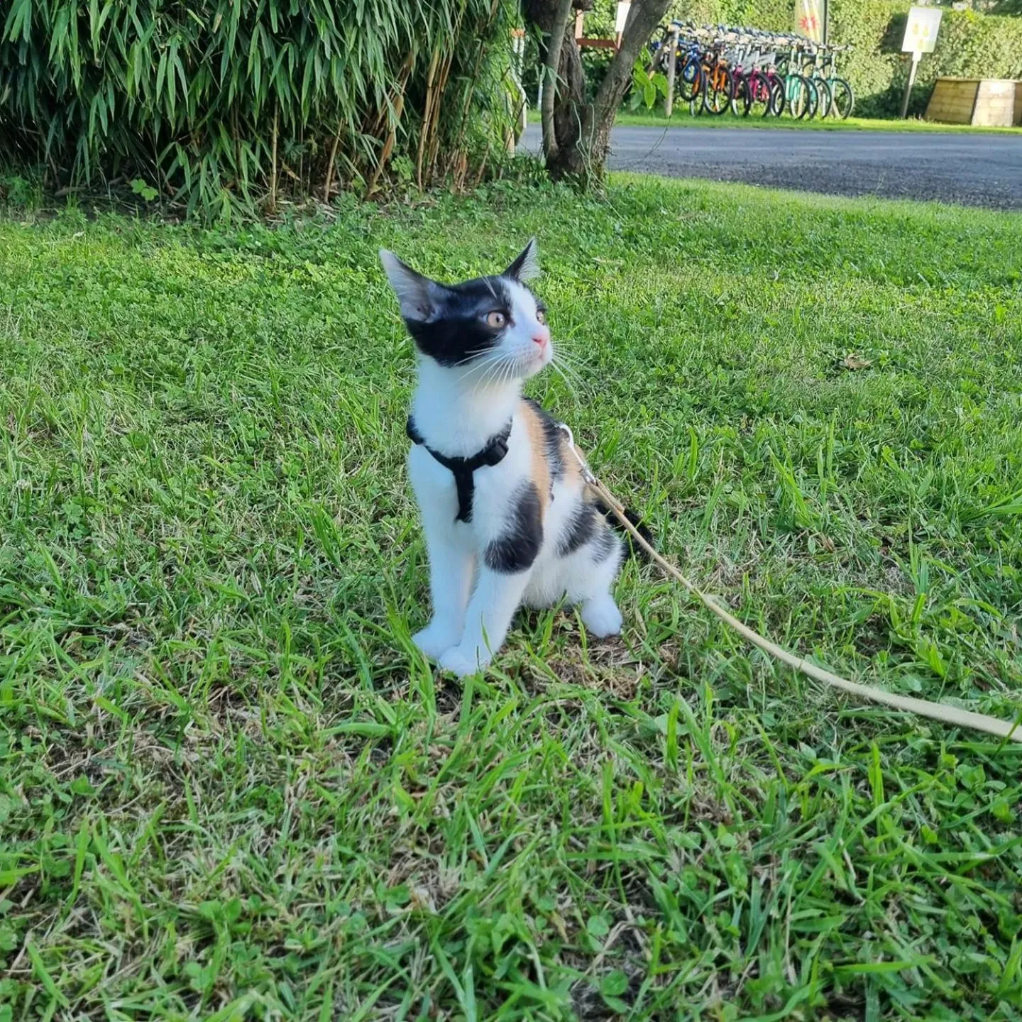 Garden in Camping de Tauves