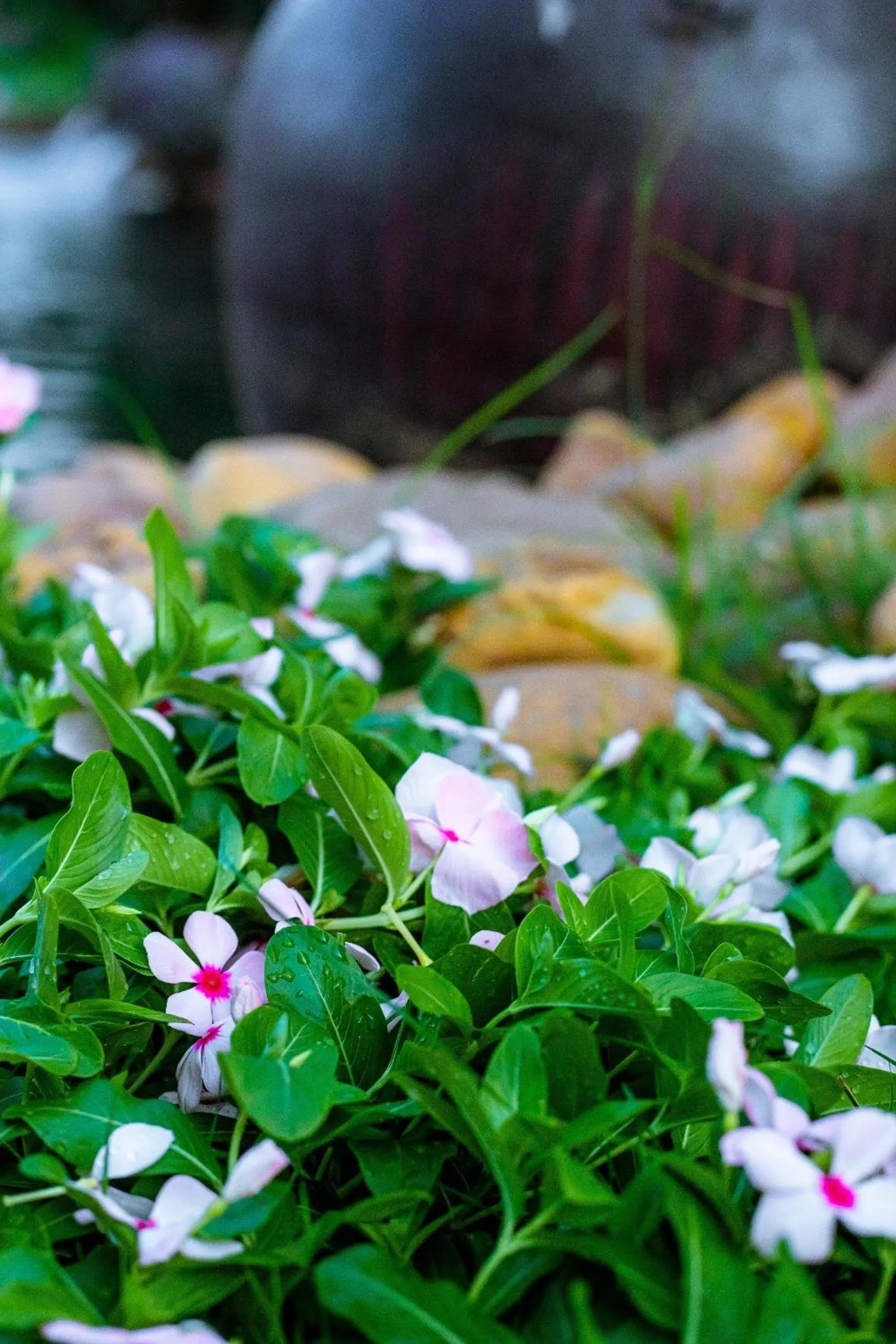 Garden in Gold Coast Hotel Resort & Spa