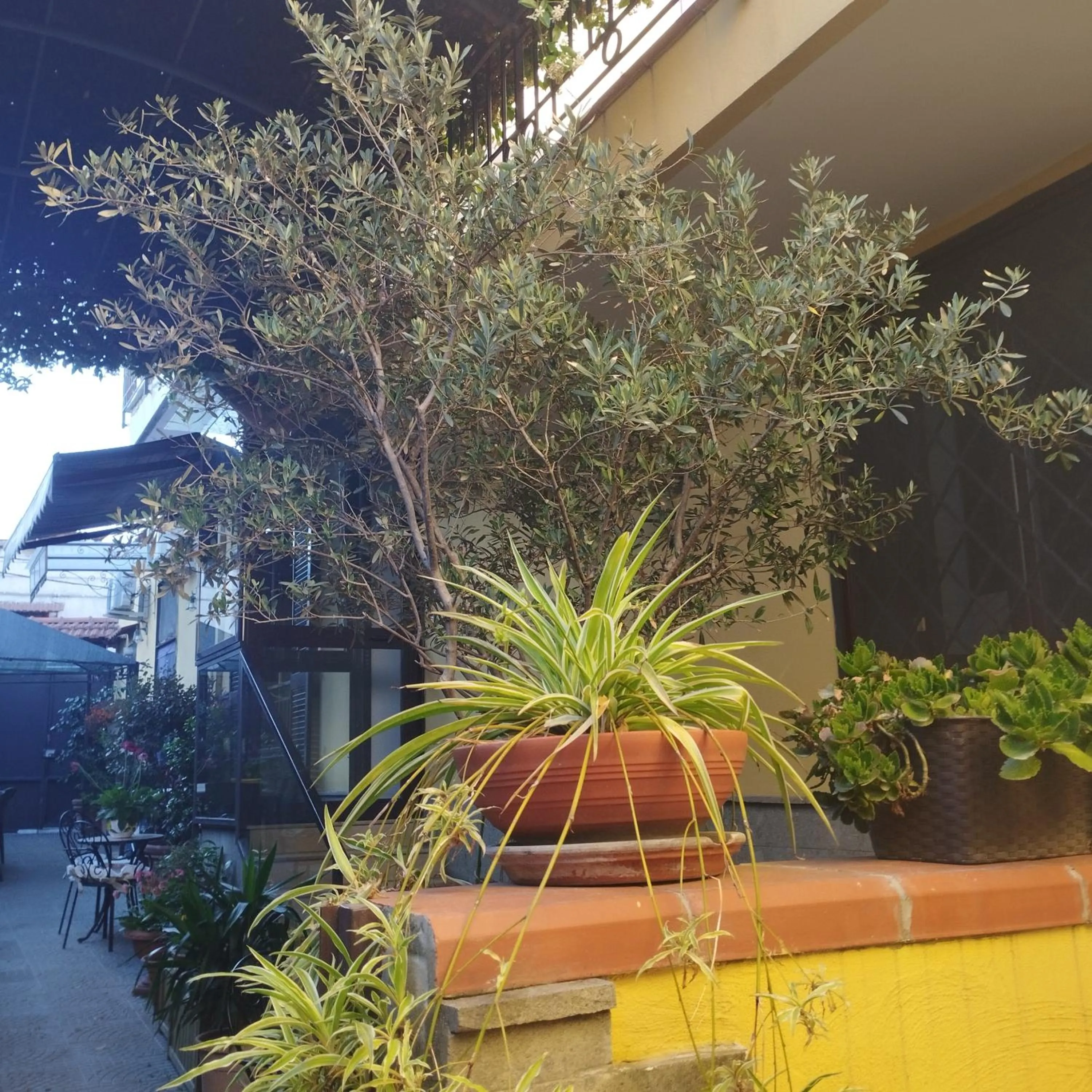 Garden in Home To Fly