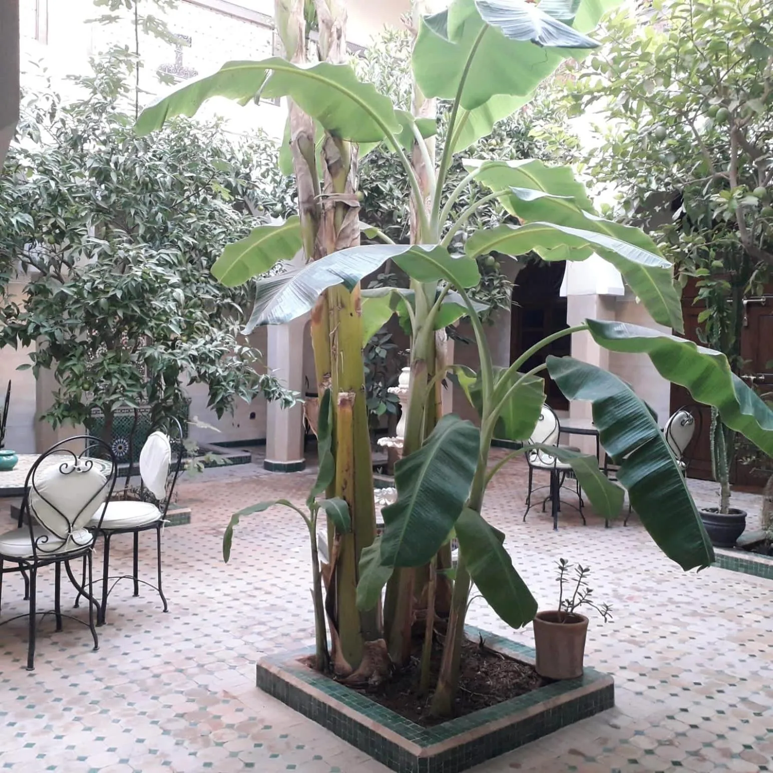 Riad Tidar by Phoenix