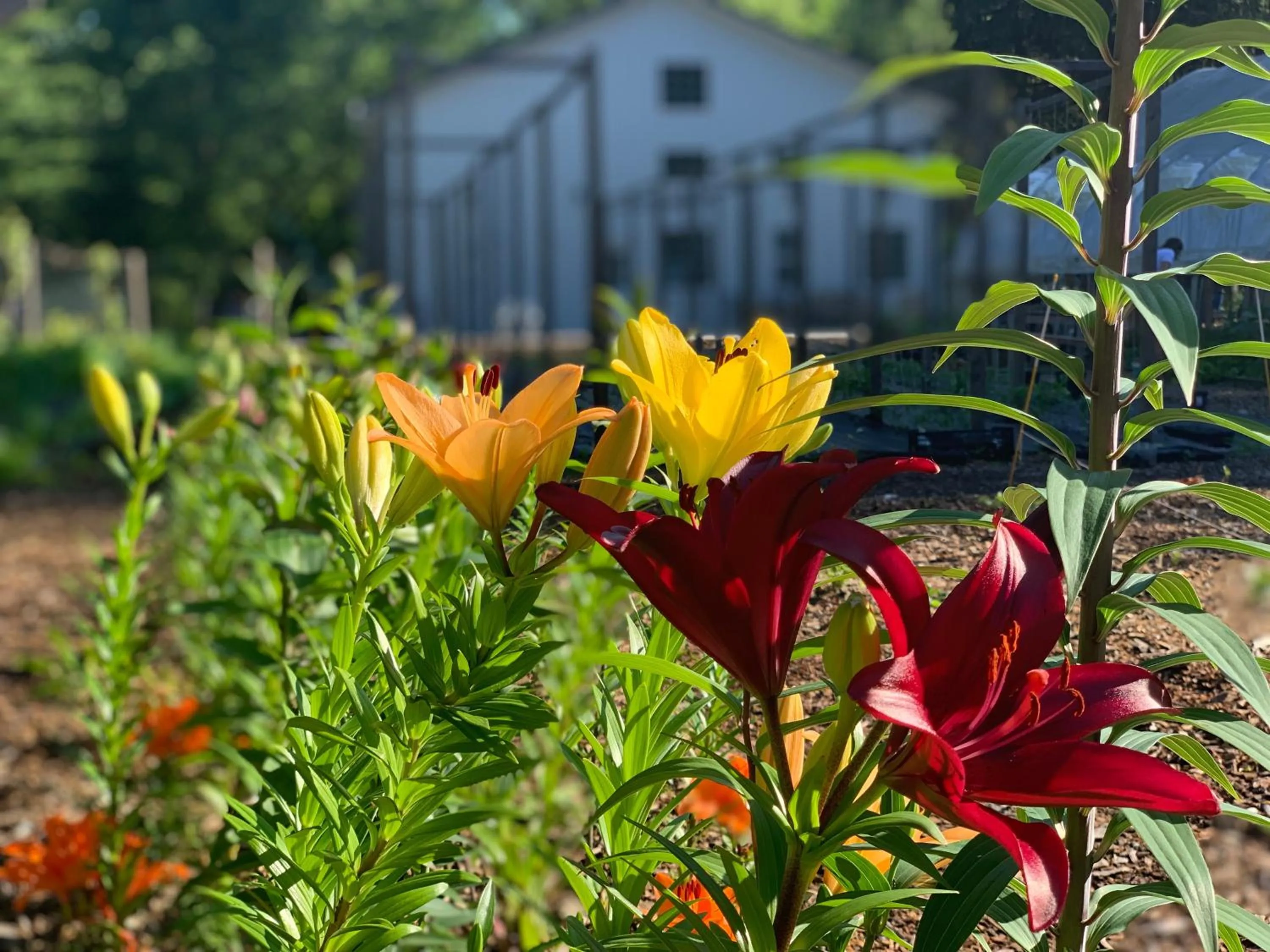 Goldberry Woods- A Modern Farm Resort