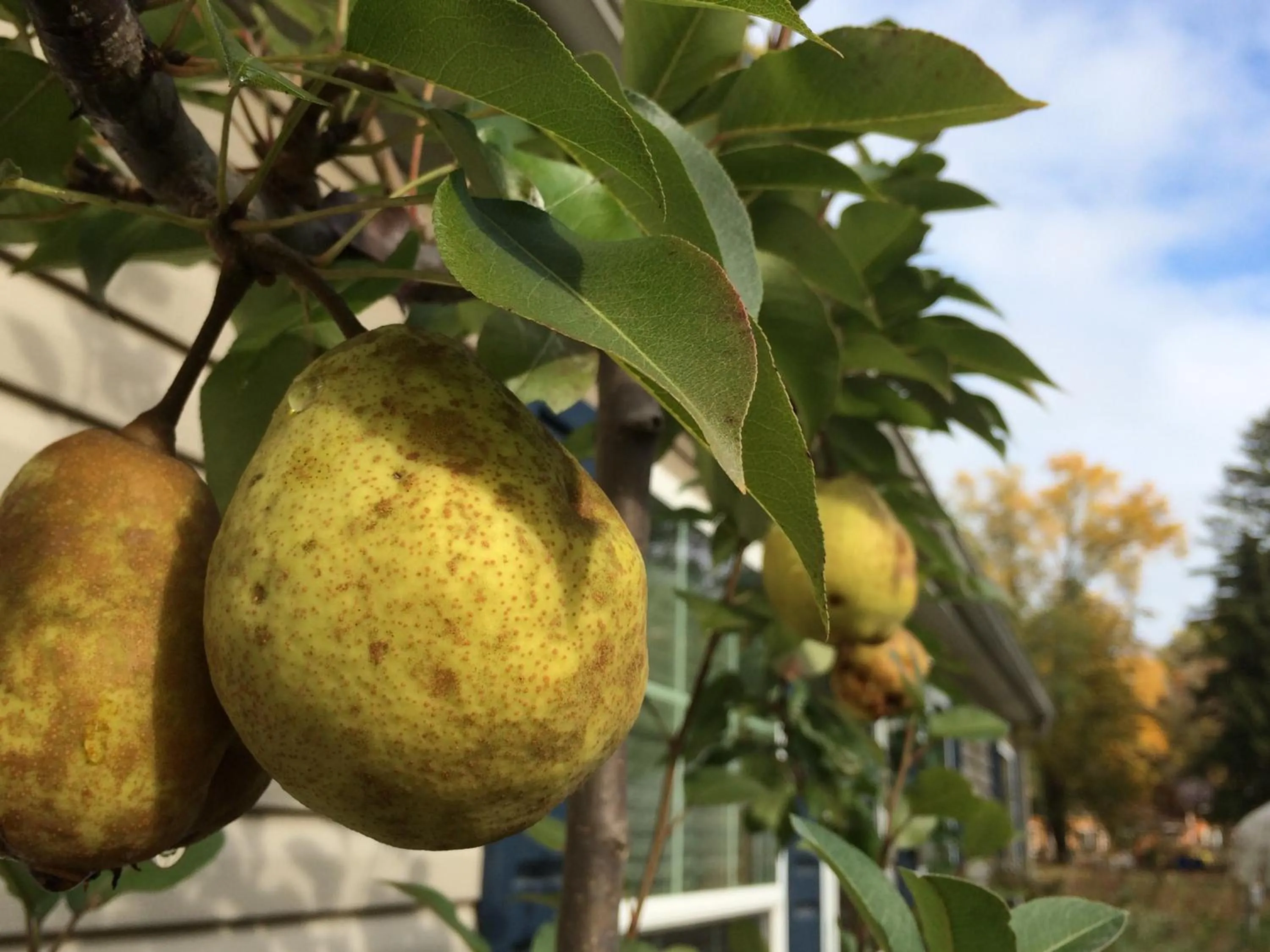 Goldberry Woods- A Modern Farm Resort