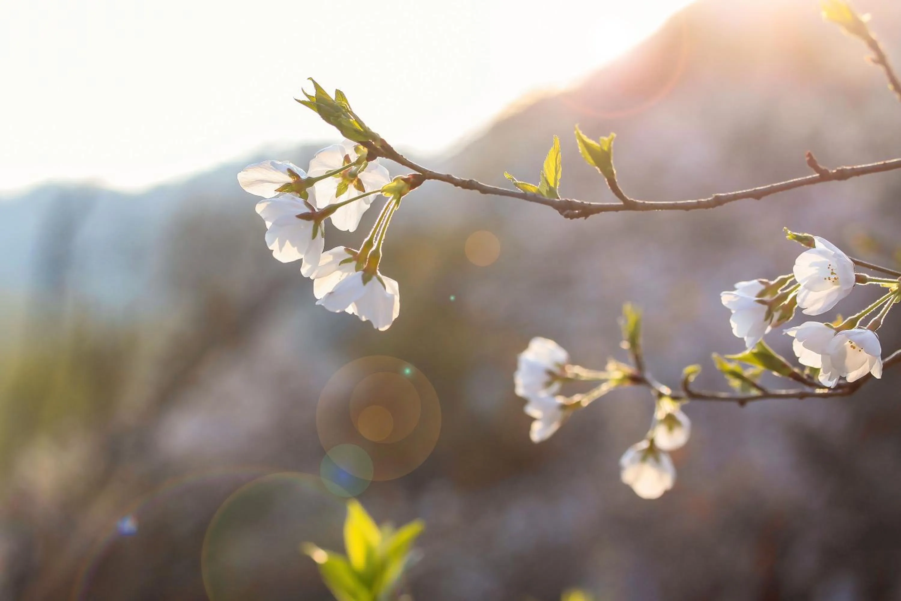 Spring in Pusen Lanting Shaoxing