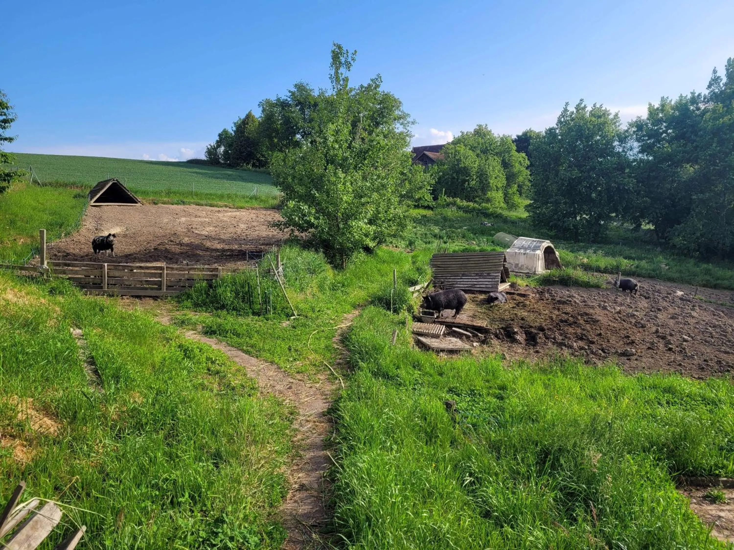 View (from property/room) in Biohof Hausberg