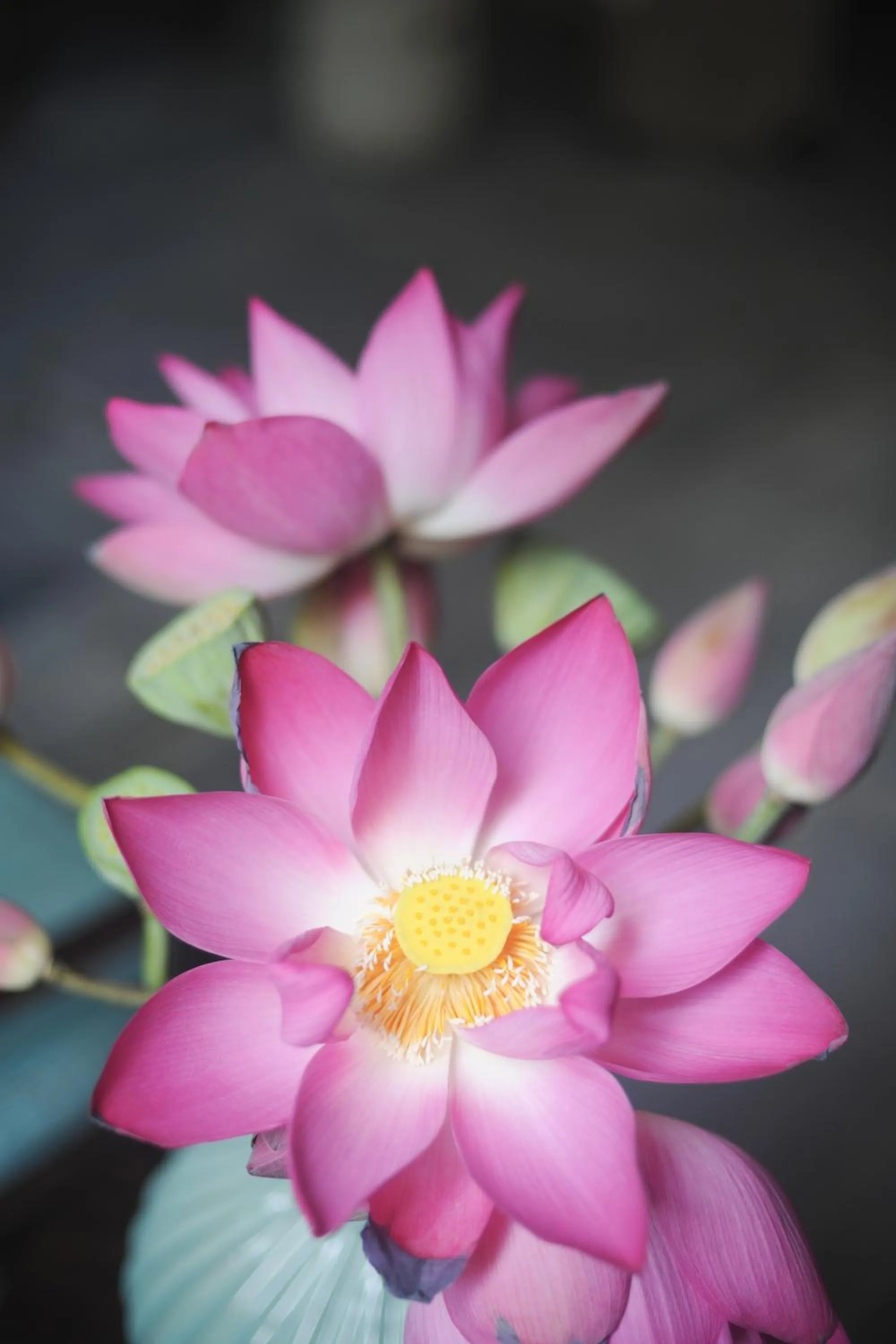 Garden in Sen Boutique Hotel