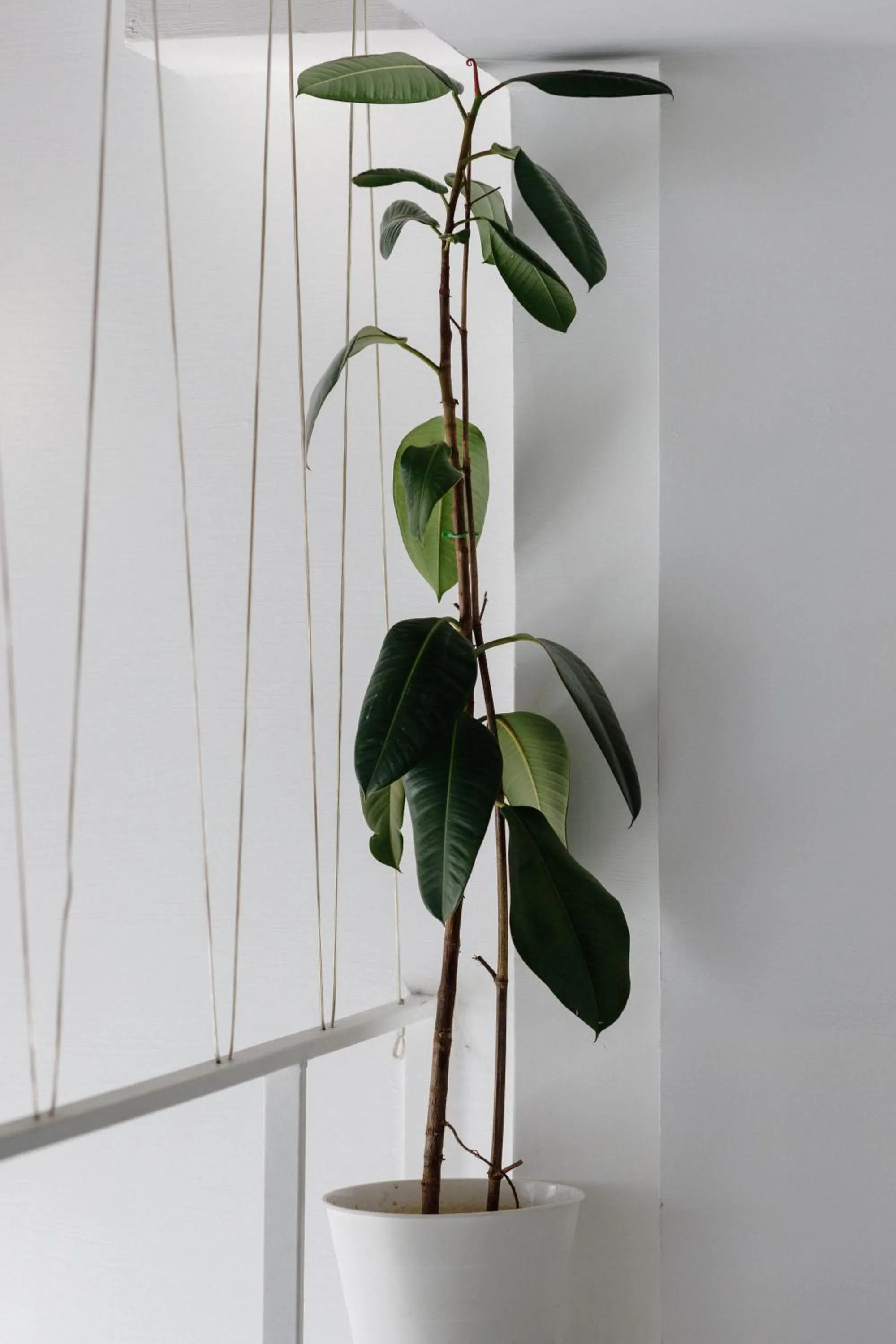 Decorative detail in Mariinsky Boutique Hotel