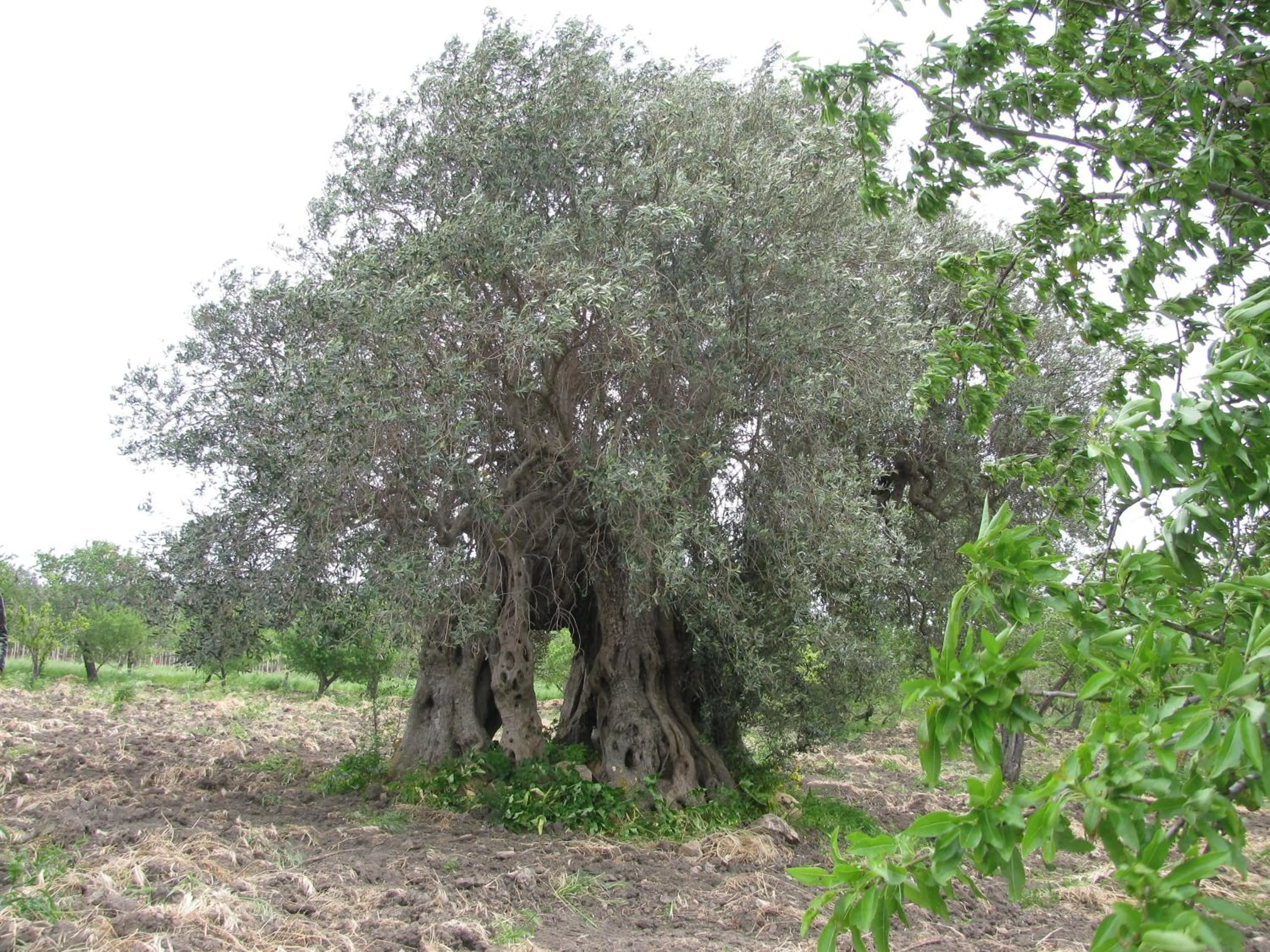 Nearby landmark in B&B Macalube Aragona