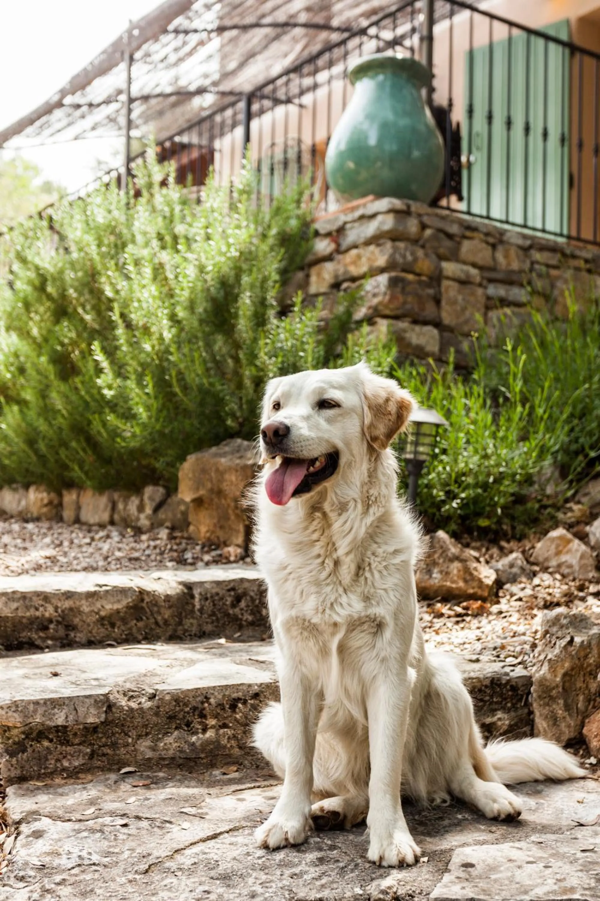 Animals in Mas La Jaina