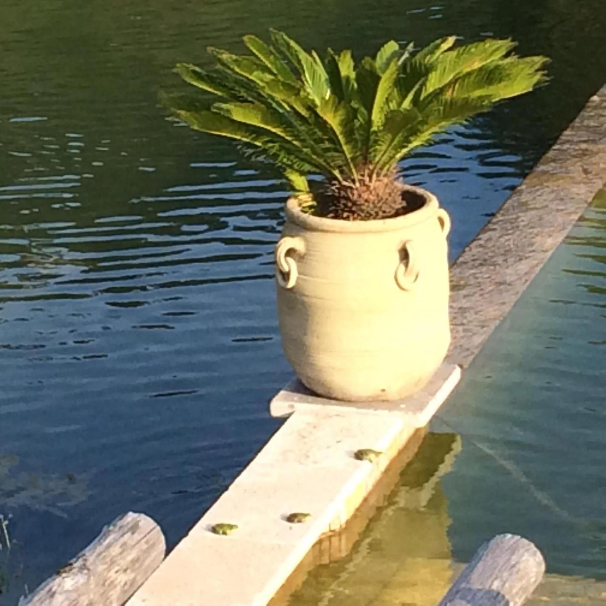 Swimming pool in Mas La Jaina