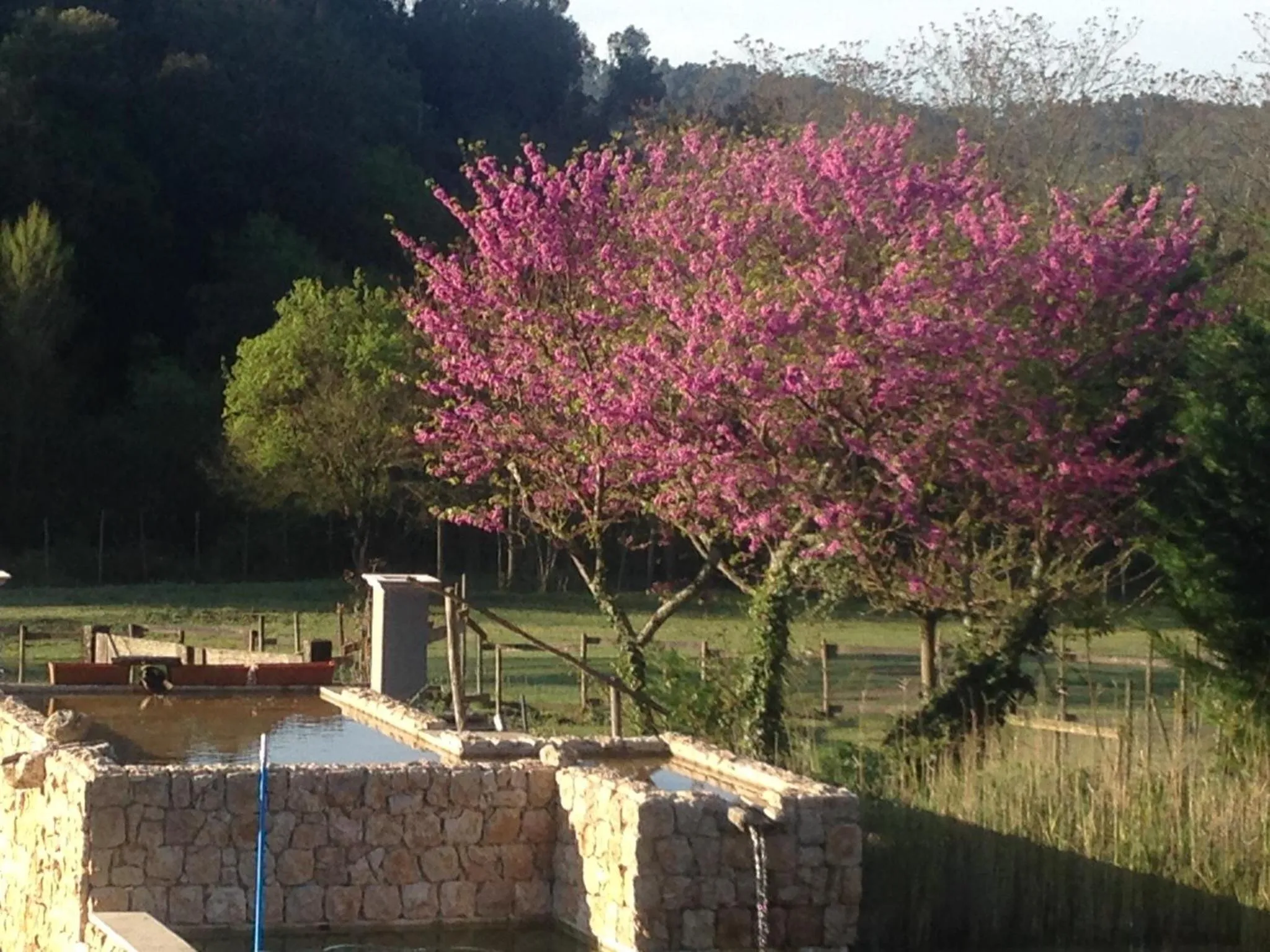 Swimming pool in Mas La Jaina