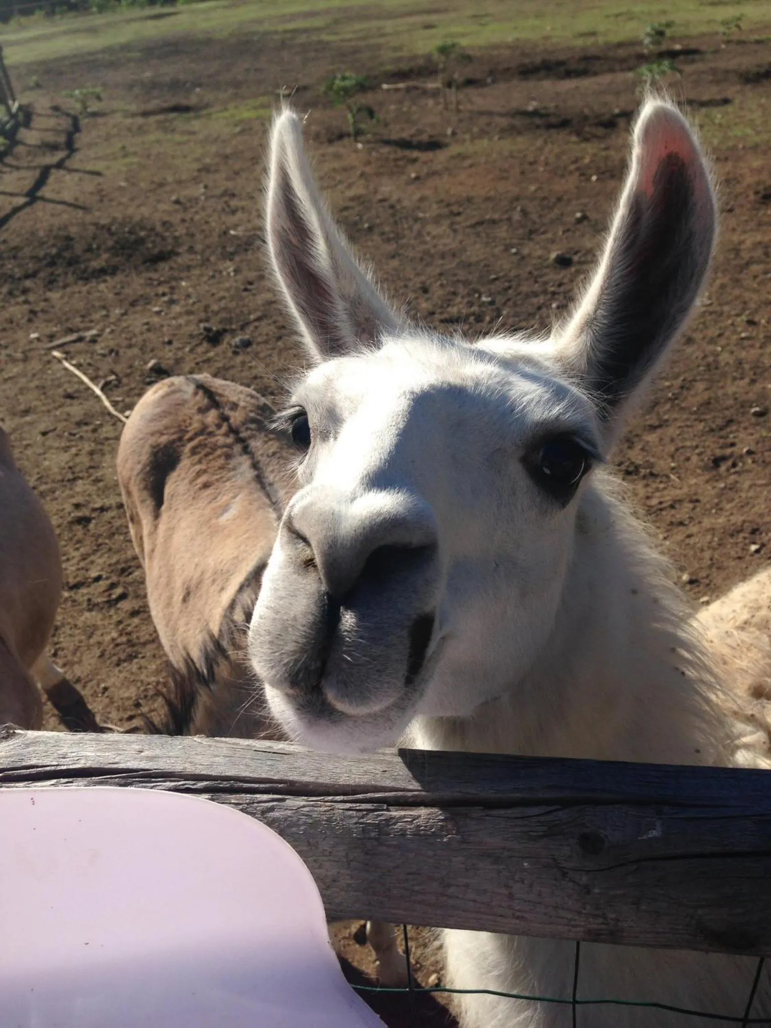 Animals in Mas La Jaina