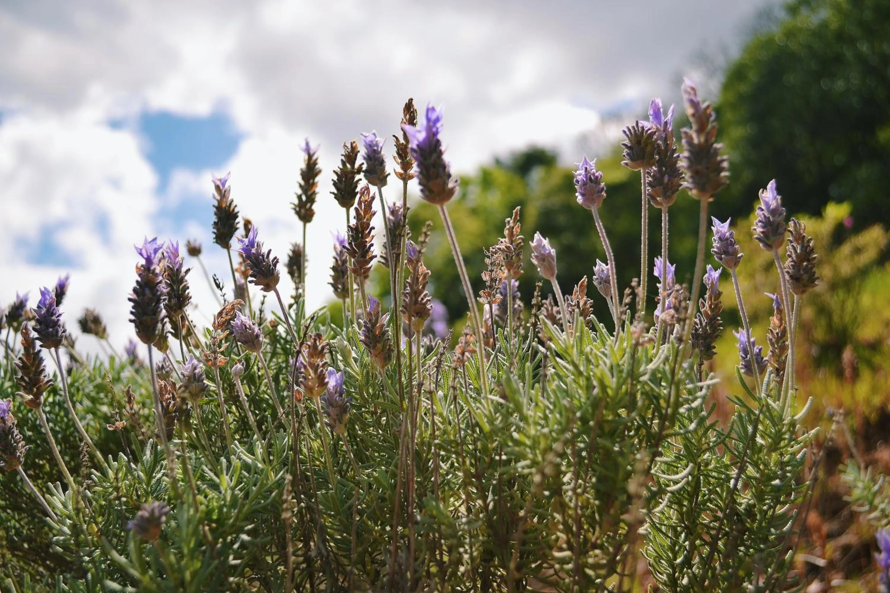 Garden in Pousada La Vista