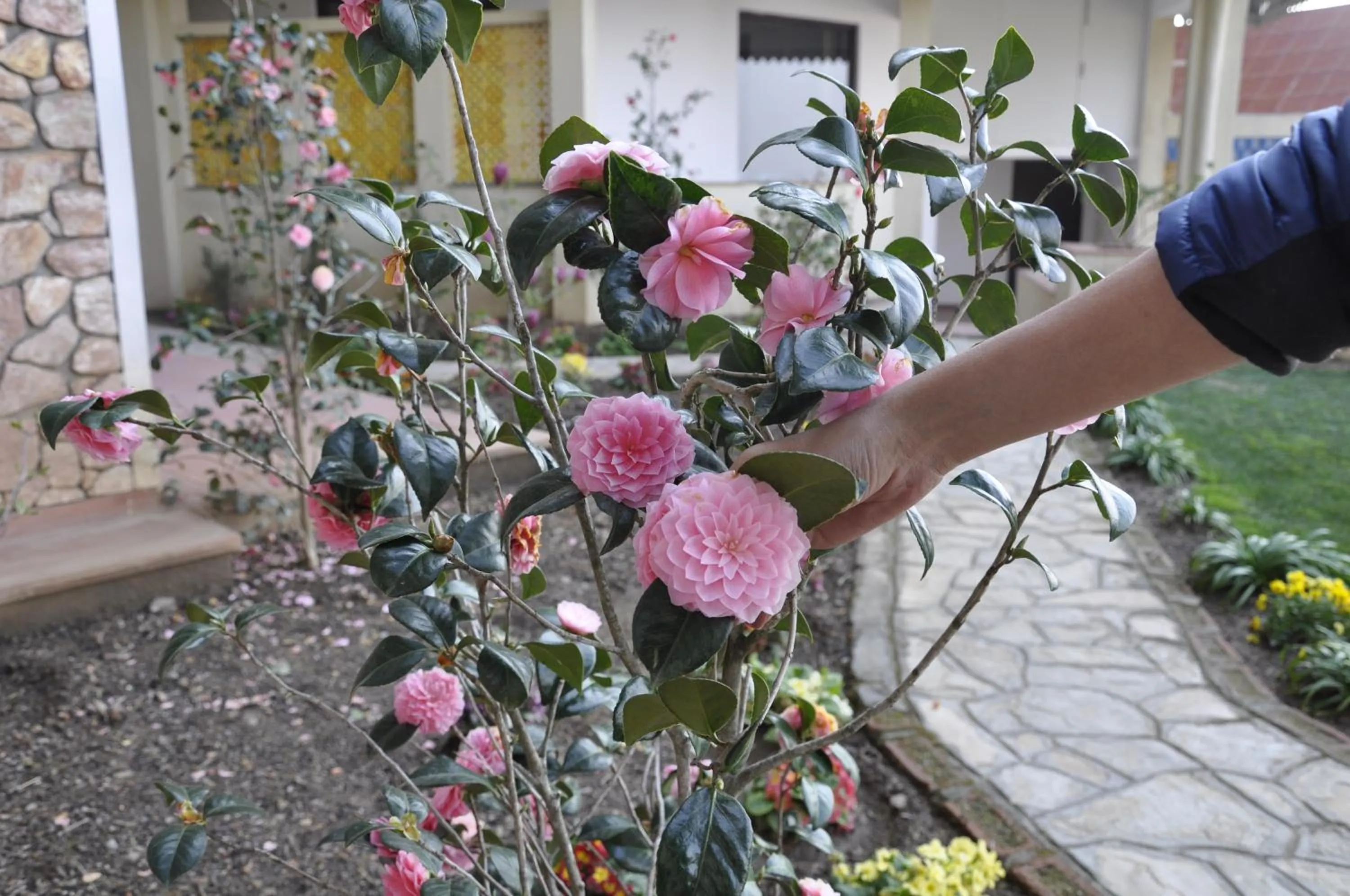 Casa Dream The Resort