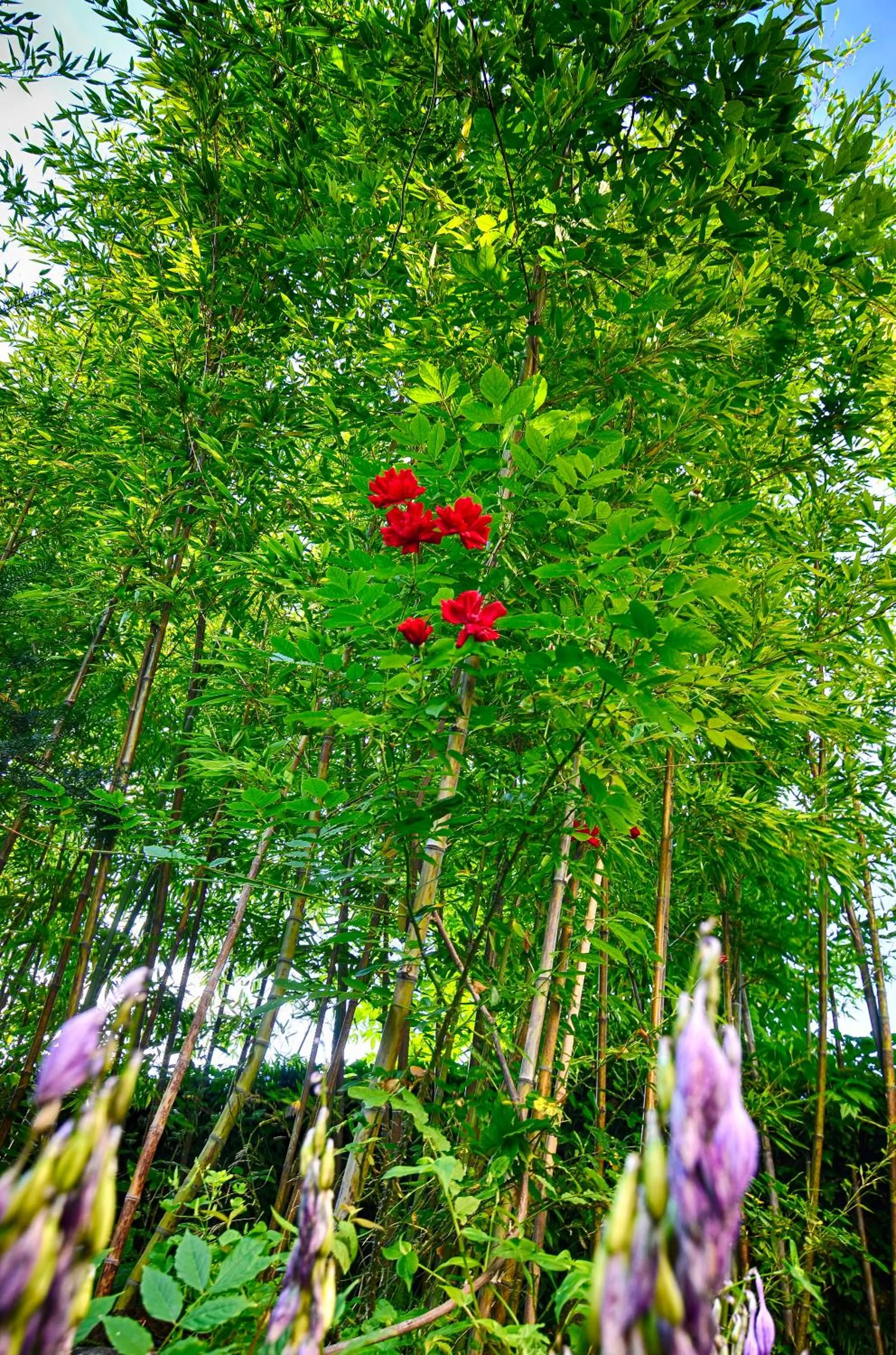 Garden in Family Guesthouse GreenSLO