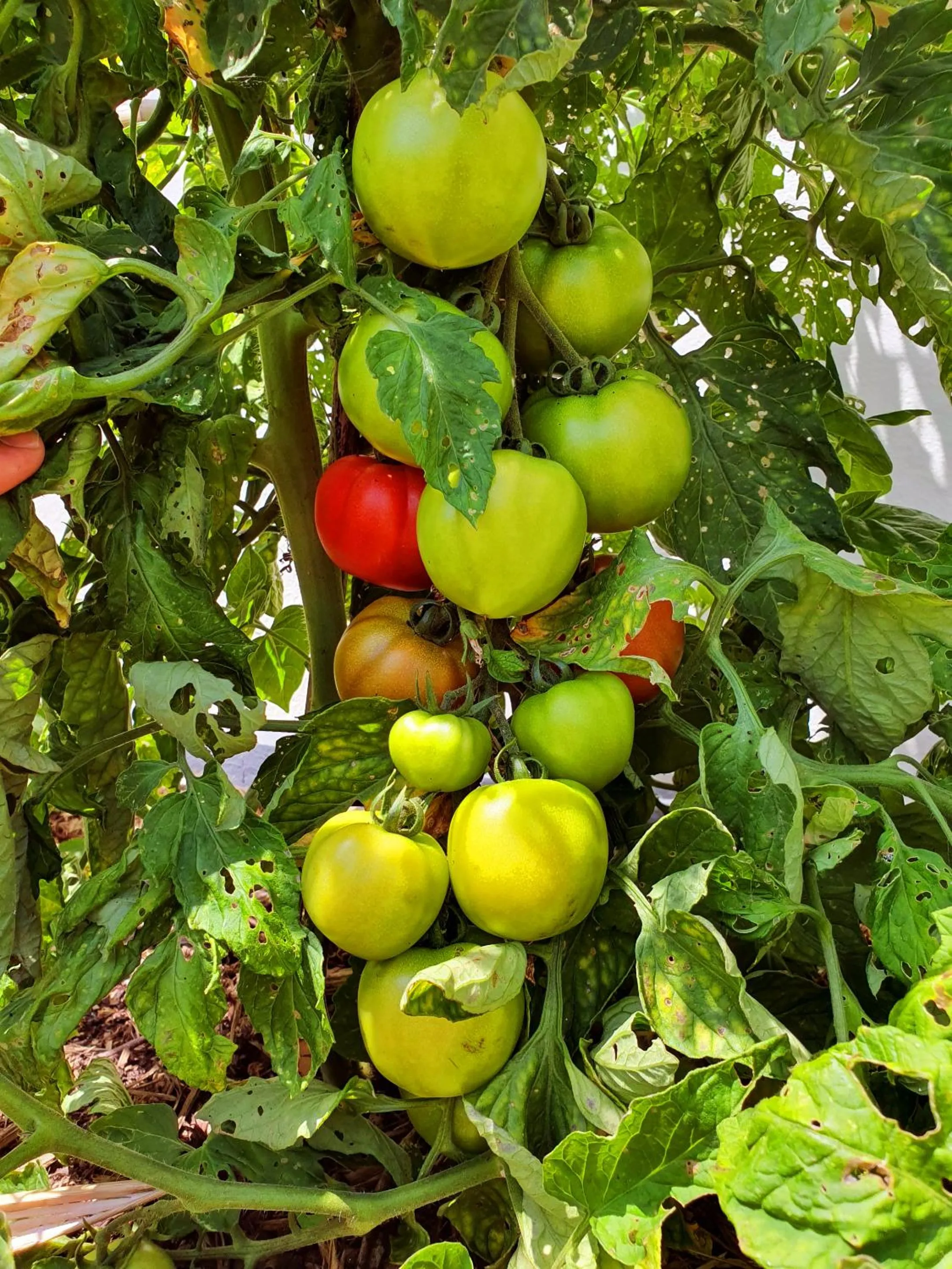 Garden in La Maison Bisca