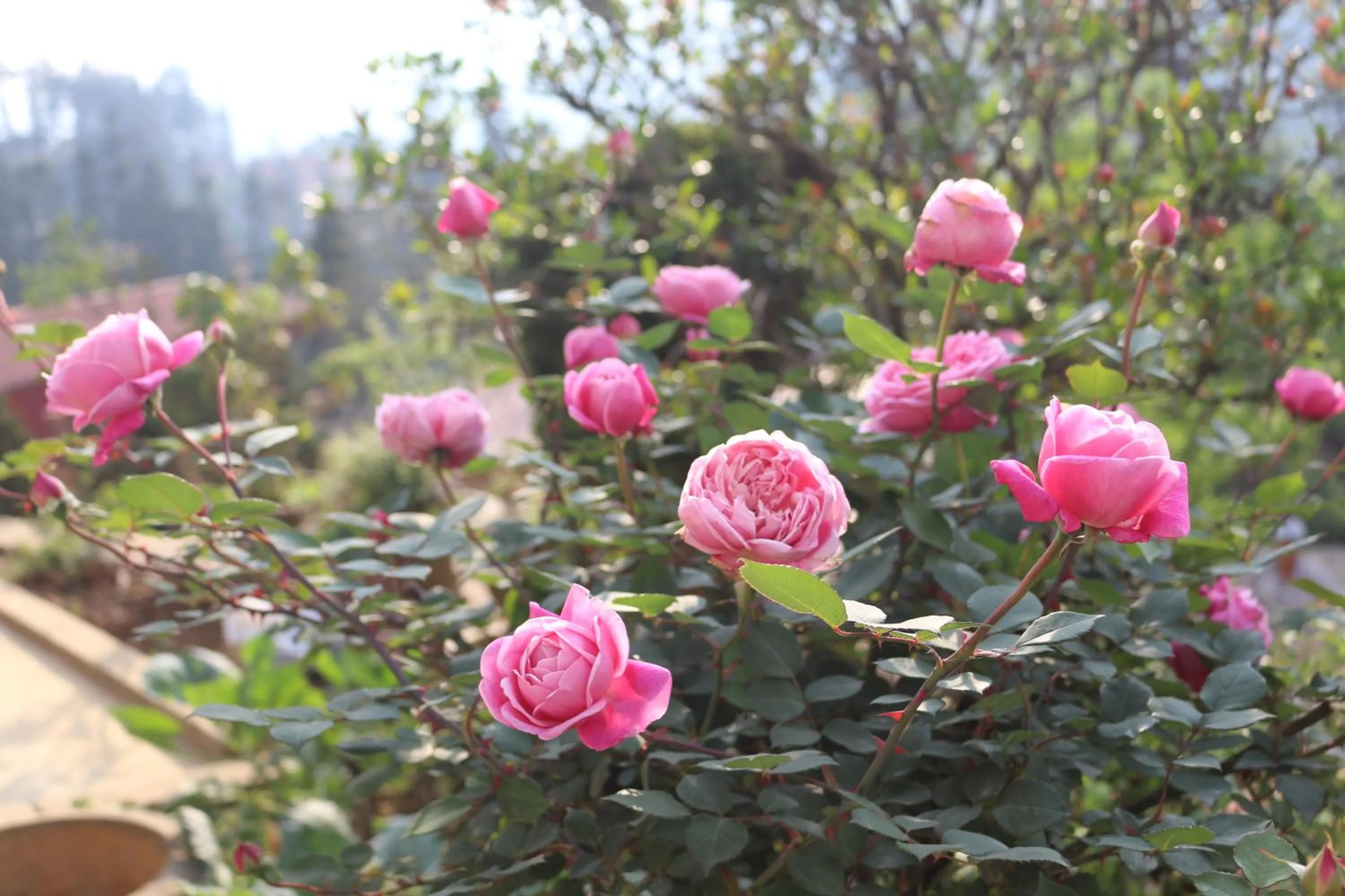 Garden view in Sapa Garden Hotel
