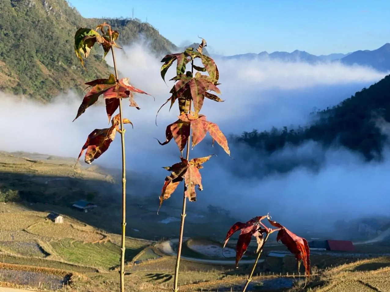 Natural landscape in Sapa Garden Hotel