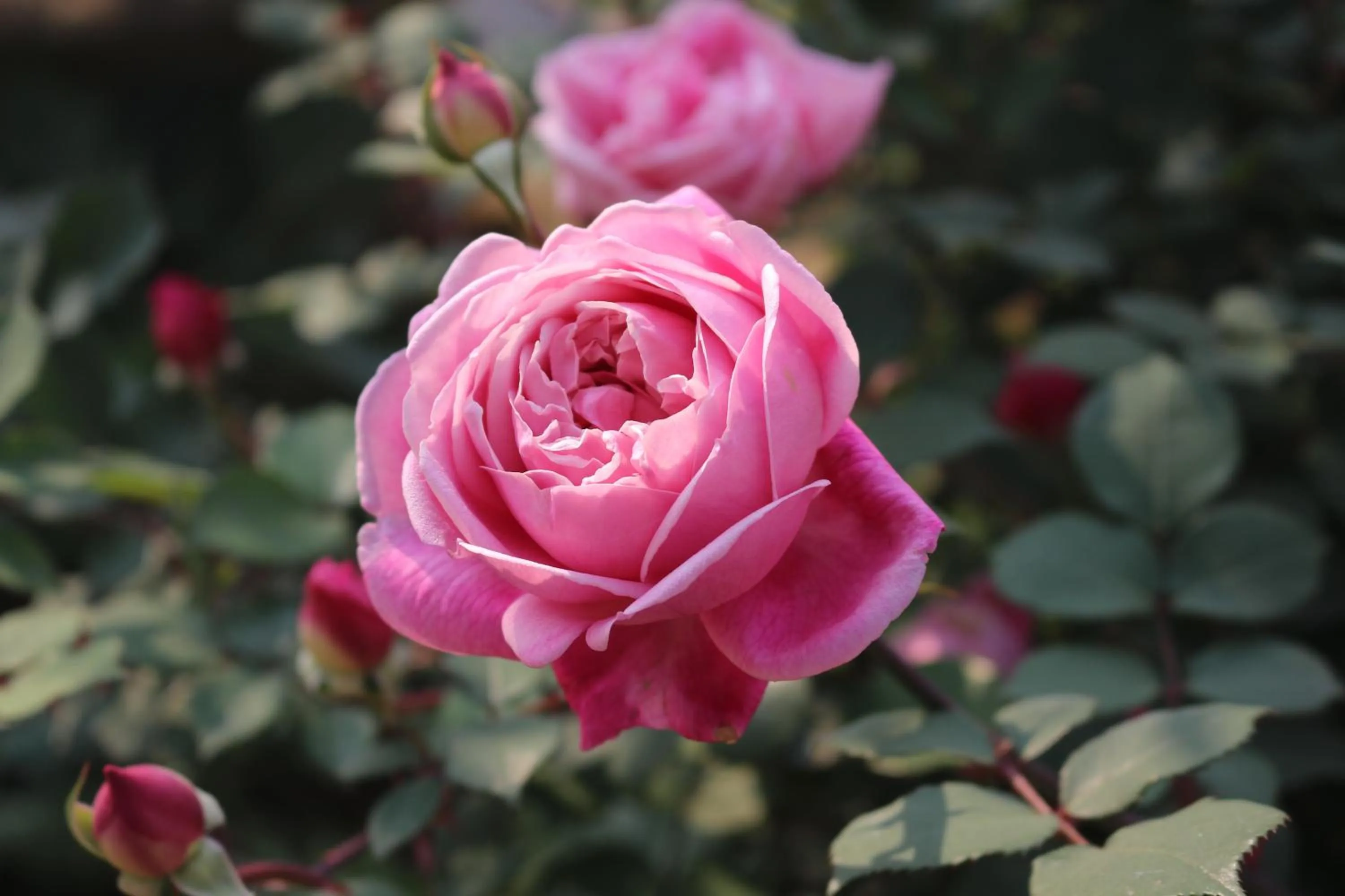 Garden view in Sapa Garden Hotel