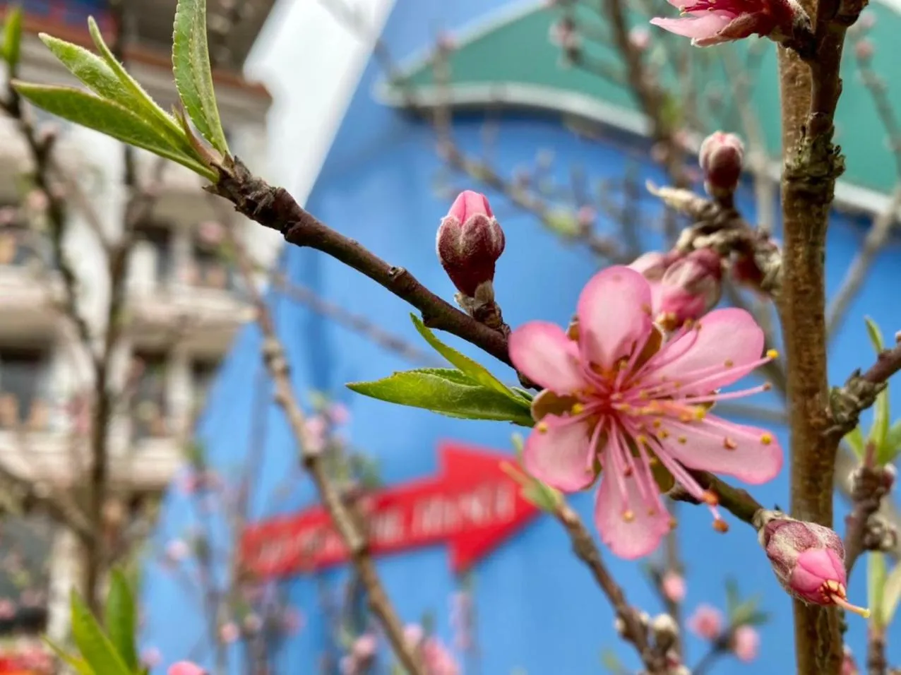 Natural landscape in Sapa Garden Hotel