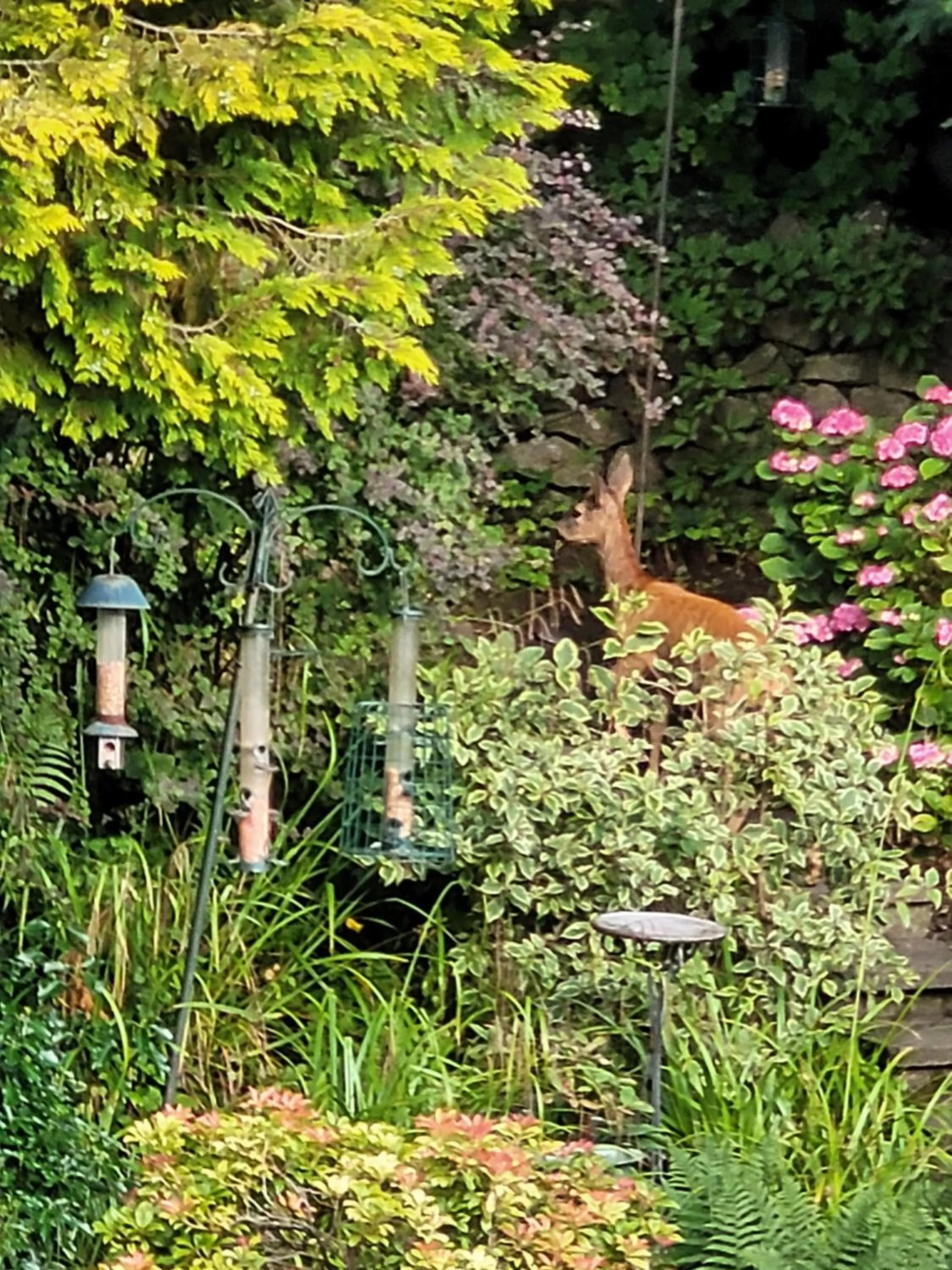 Garden in Elton Guest House