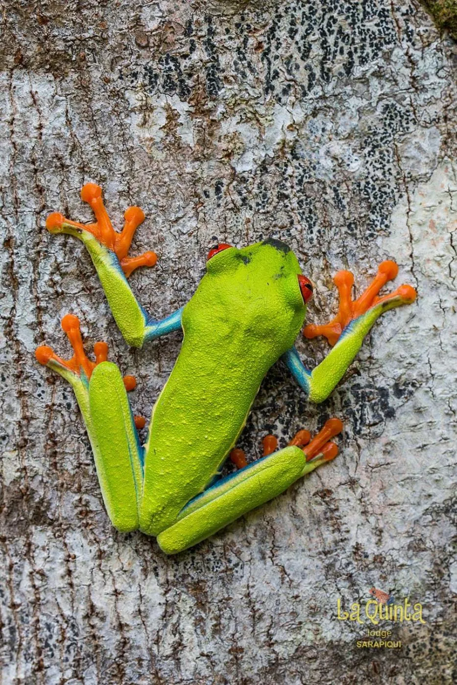 Animals in La Quinta Sarapiqui Lodge