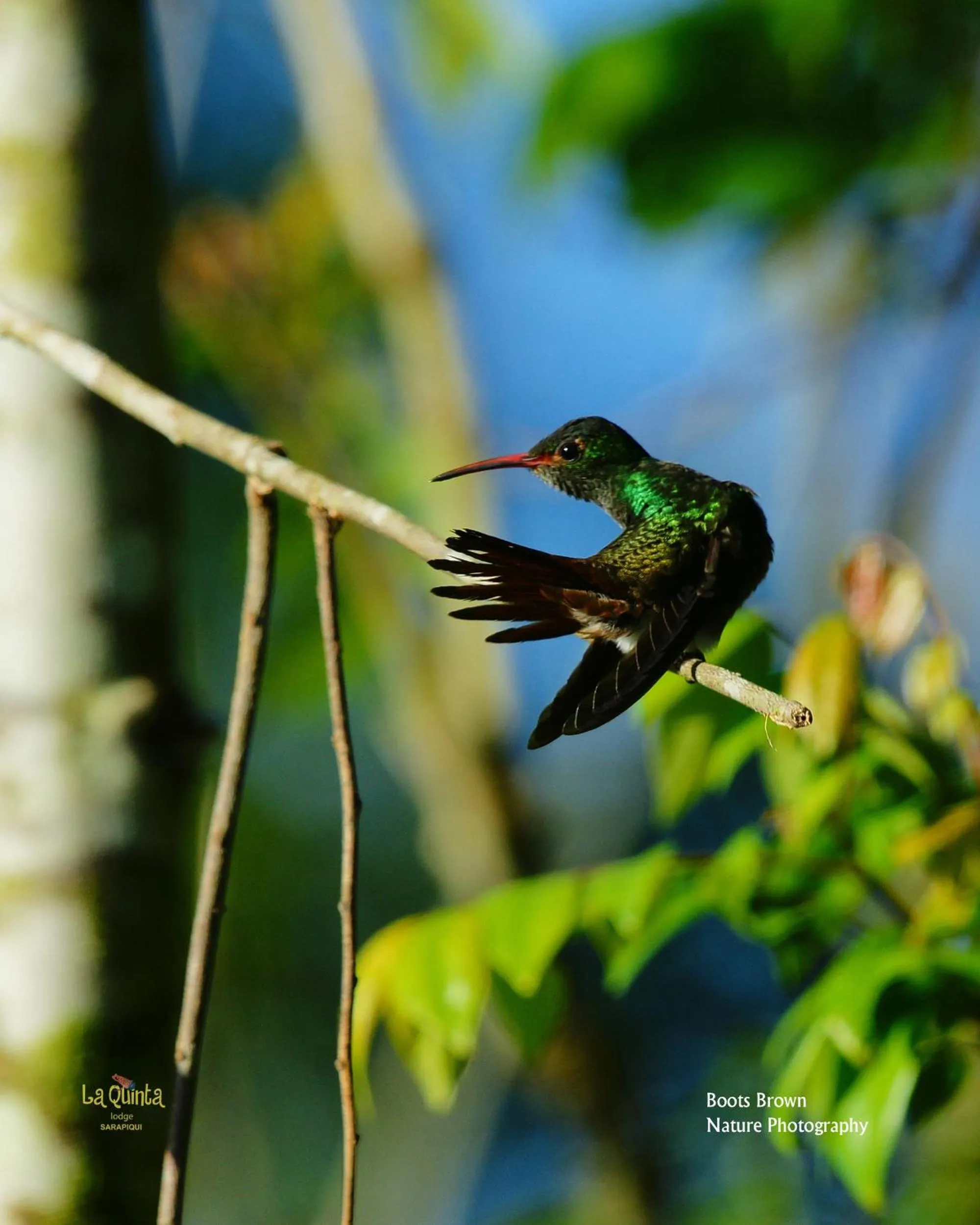 Animals in La Quinta Sarapiqui Lodge