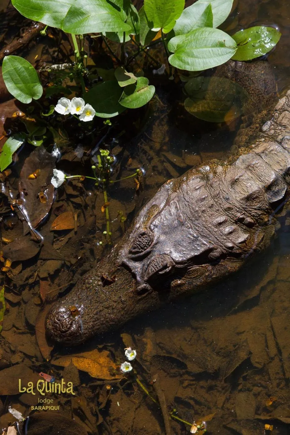 Animals in La Quinta Sarapiqui Lodge
