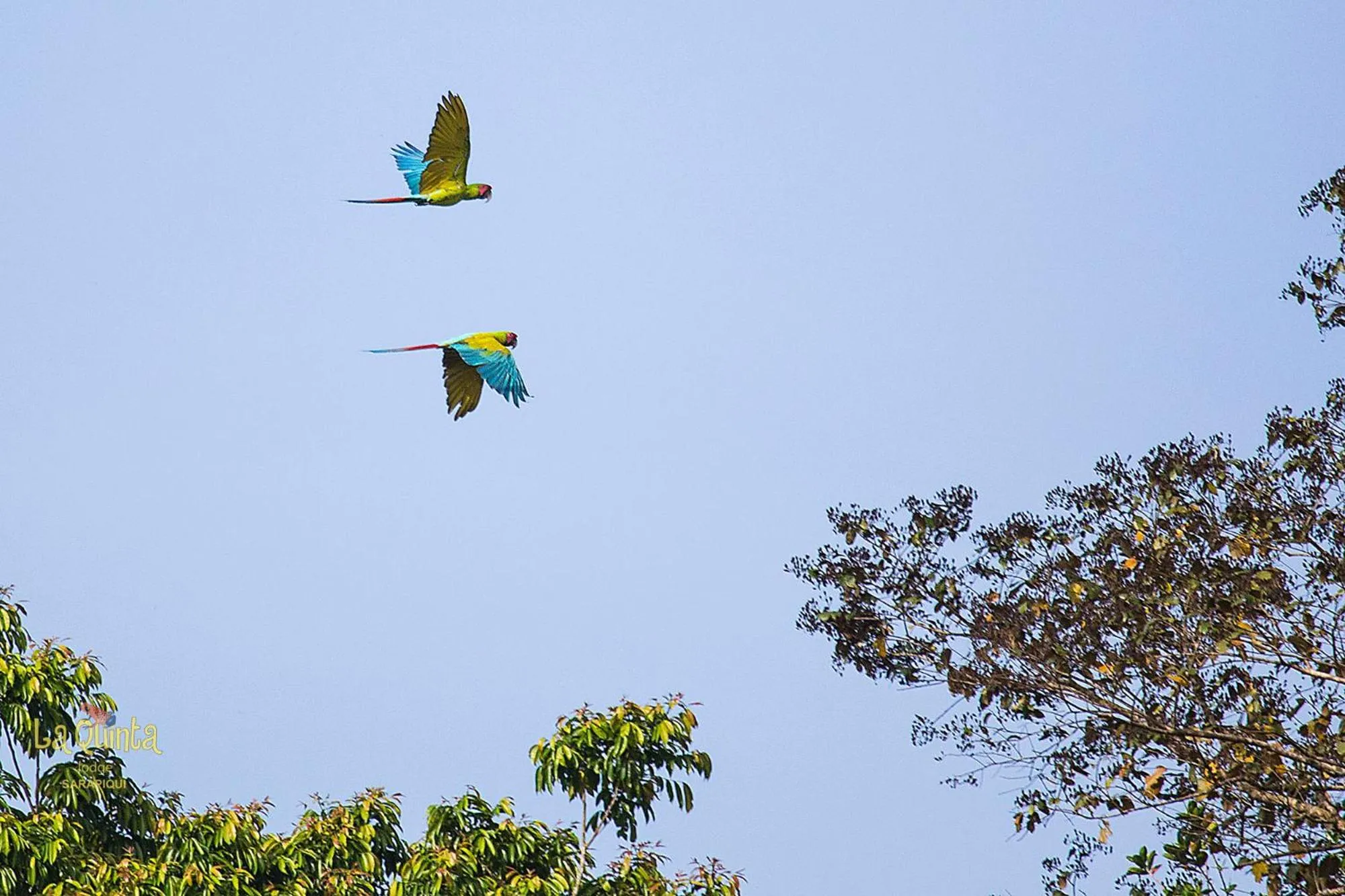 Animals in La Quinta Sarapiqui Lodge
