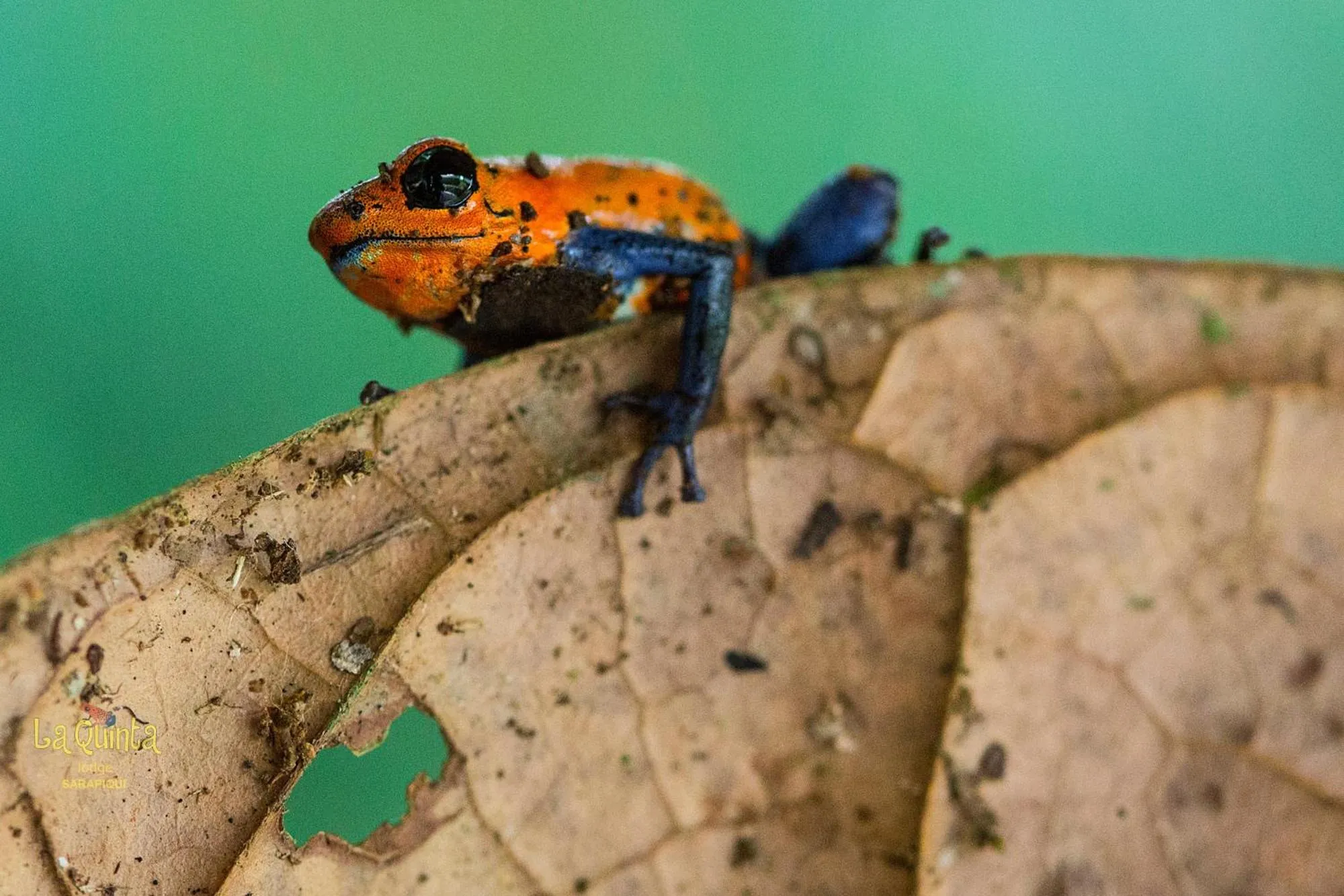 Animals in La Quinta Sarapiqui Lodge
