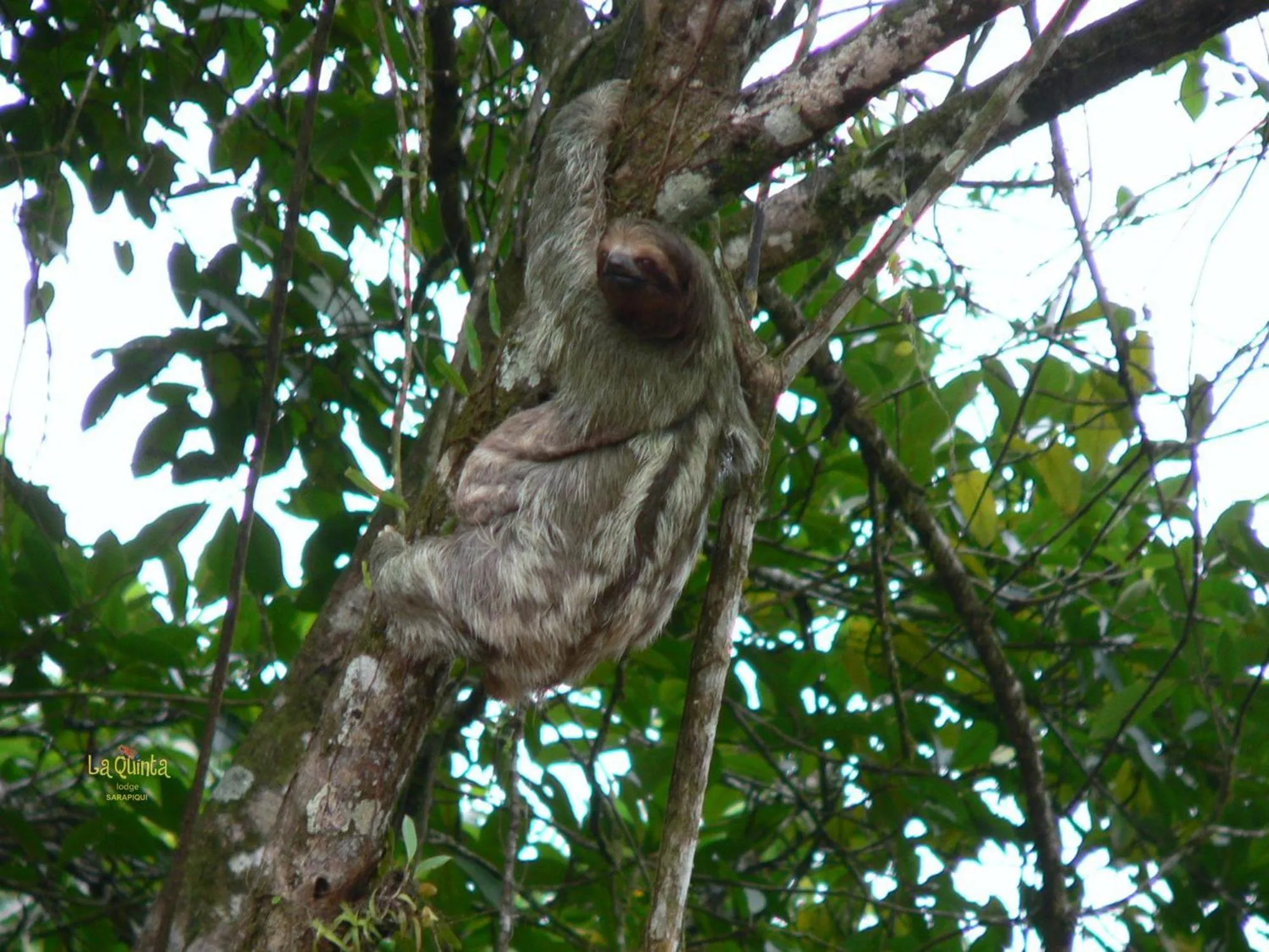 Animals in La Quinta Sarapiqui Lodge