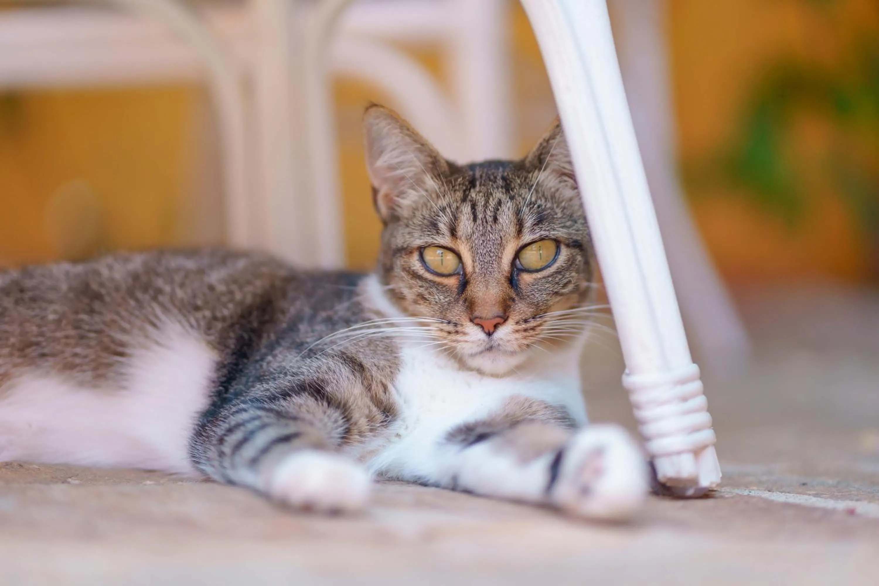 Pets in Il Piccolo Giardino rooms & breakfast