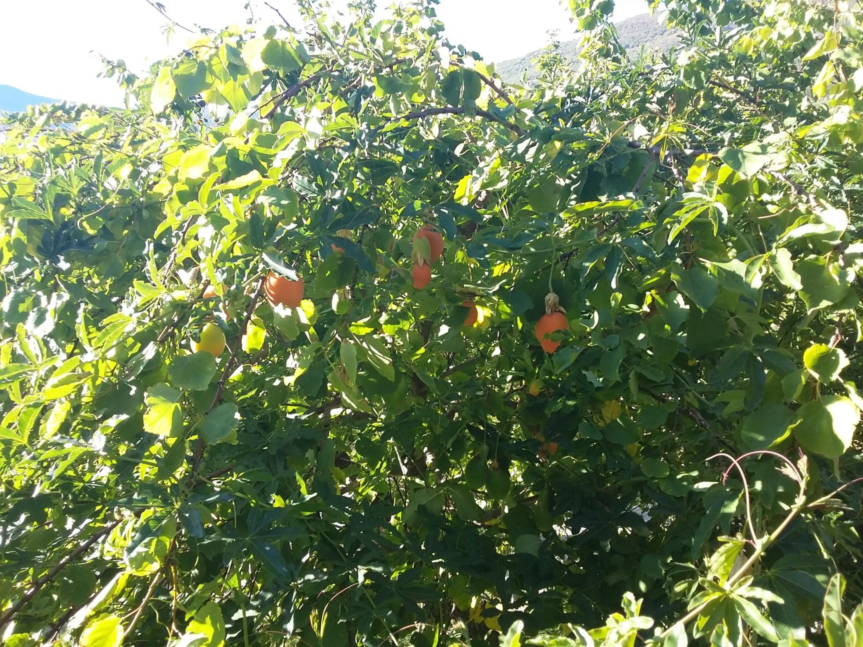 Property building in Cusanarella Mia